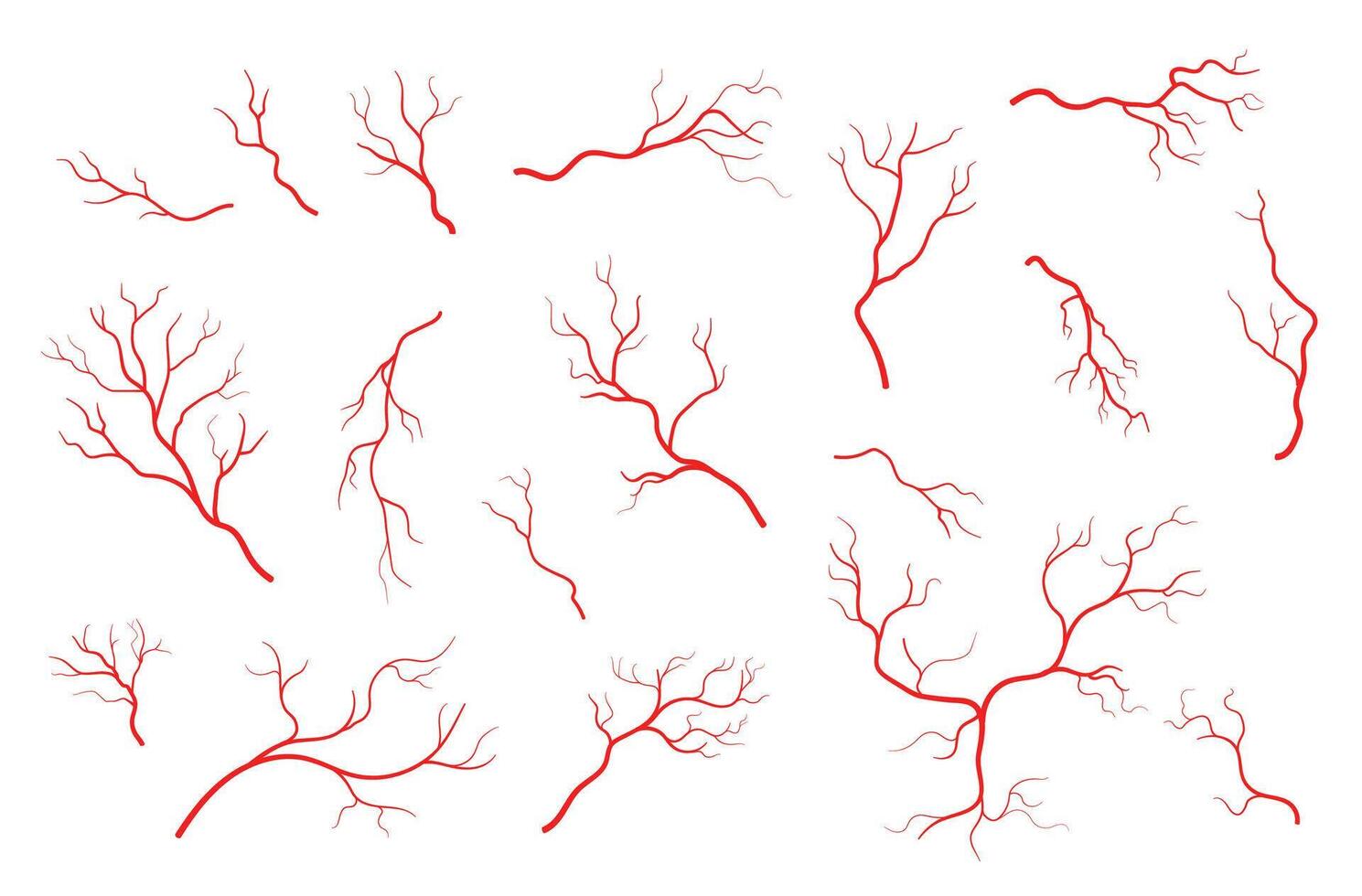 Human red veins, blood artery, capillary anatomy vector