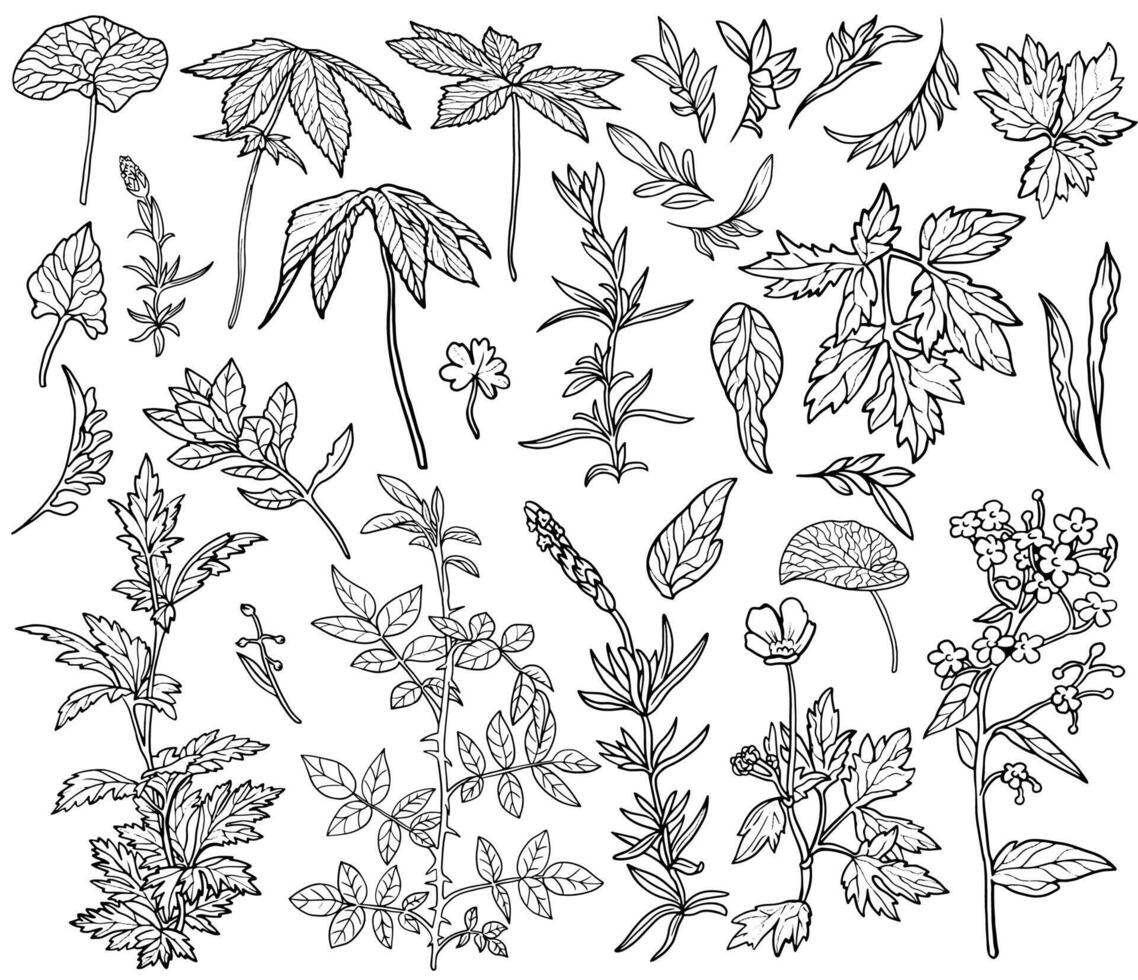 Design set of hand drawn plants, herbs, flowers and cereals isolated on white. Botanical summer concept. line art illustration in sketch style vector