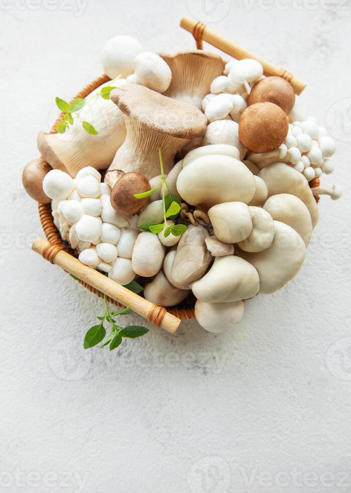 Variety of mushrooms photo