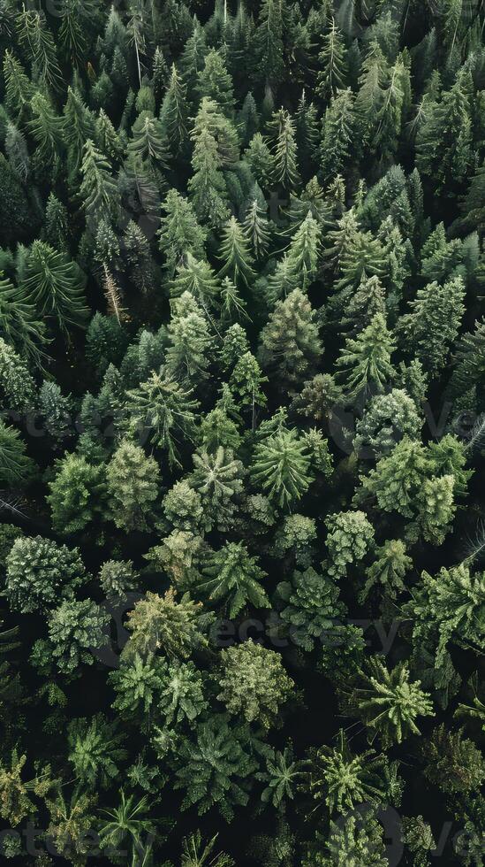 Lush evergreen forests providing year-round shelter photo
