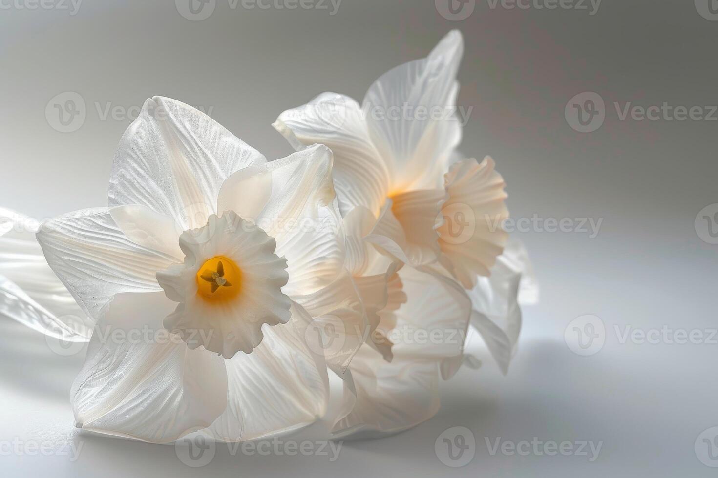 A close up of a bunch of white flowers with yellow centers. The flowers are arranged in a way that they are almost touching each other photo