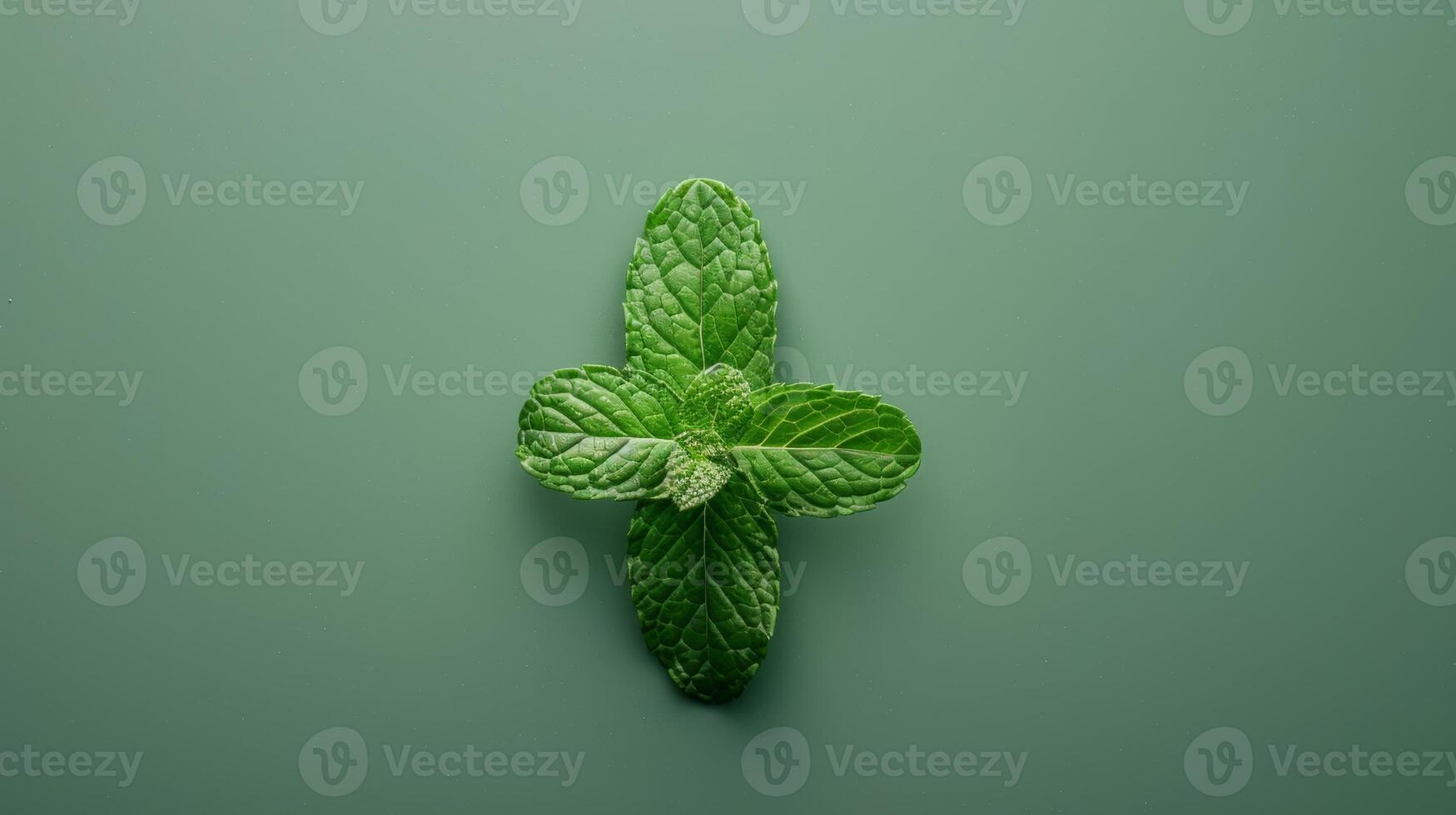Minimalist spin of a single slice of mint photo