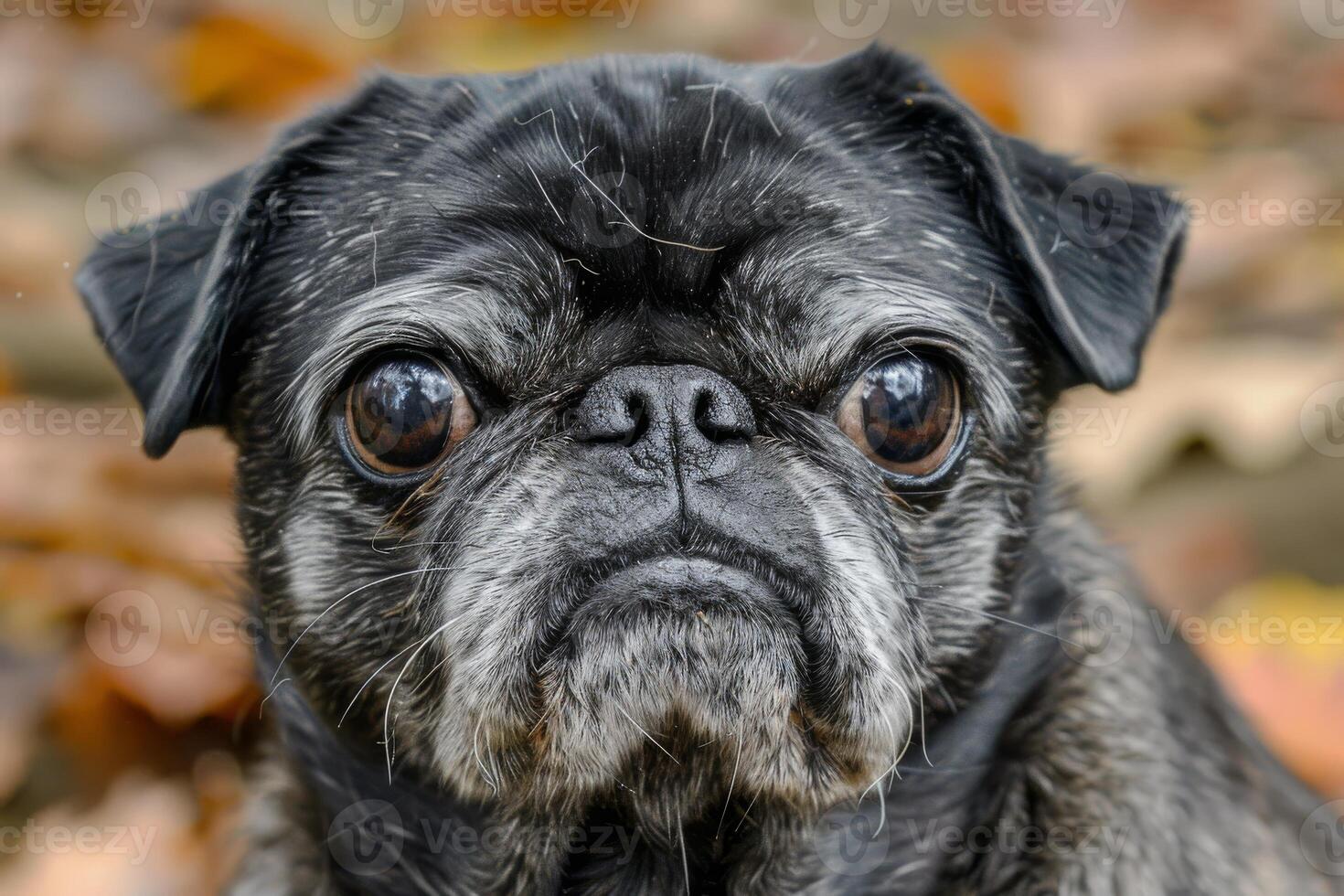 Cute pug with wrinkled face and expressive eyes, adding charm to any composition photo