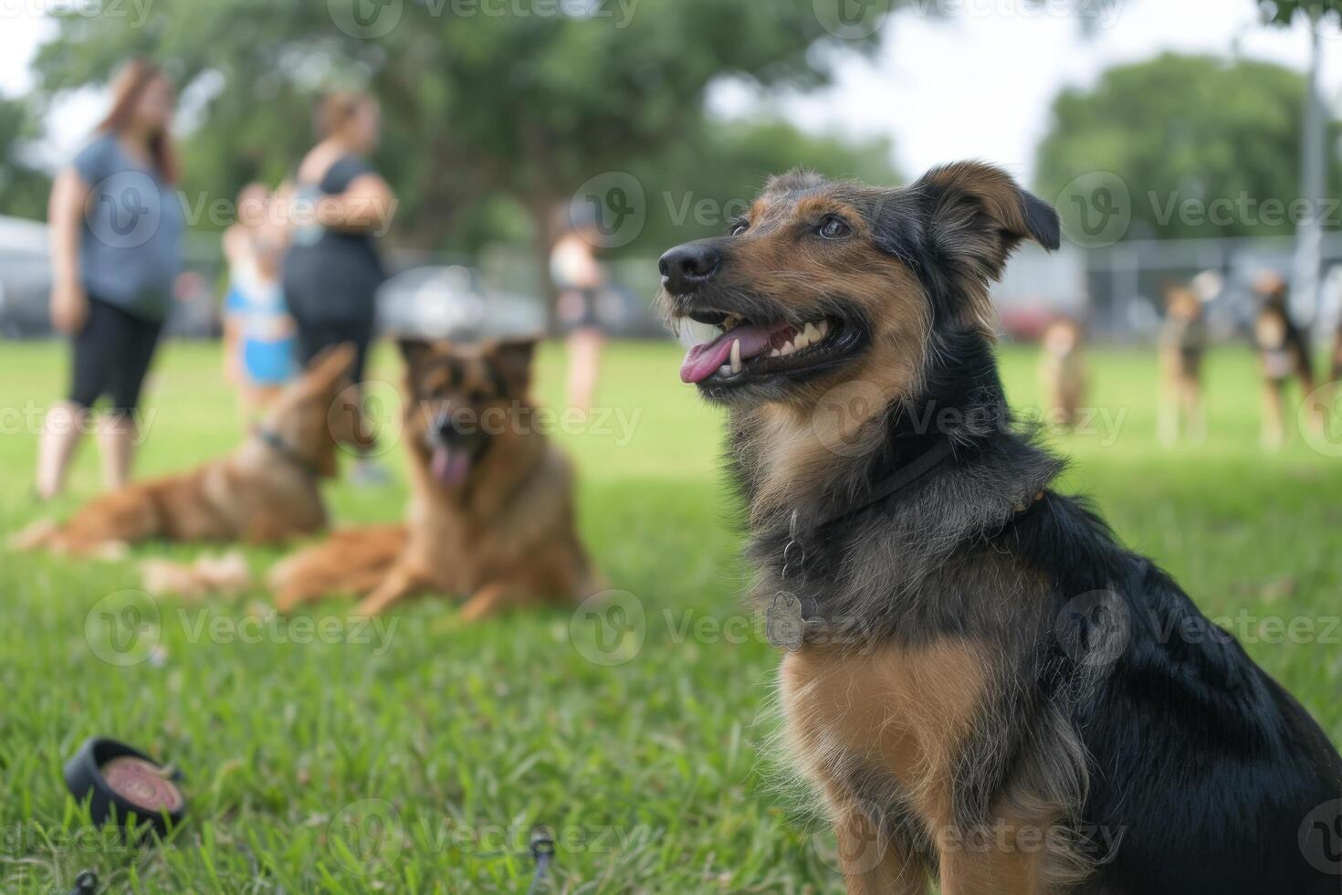 Dog Obedience Class Stock Photos, Images and Backgrounds for Free Download