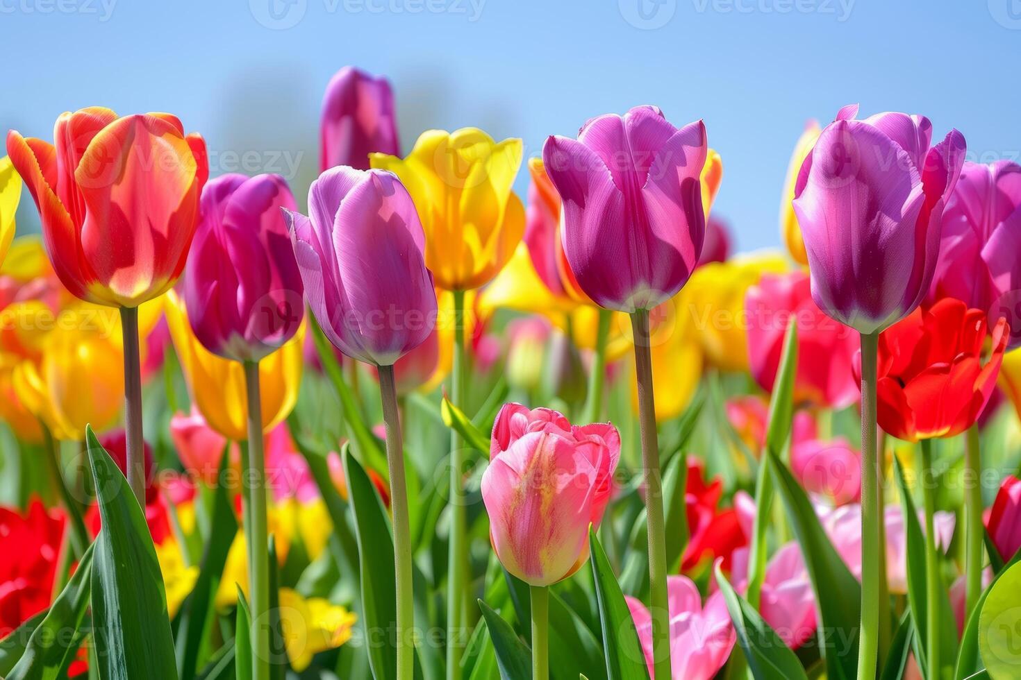 A vibrant field of tulips, with colorful blooms stretching to the horizon photo