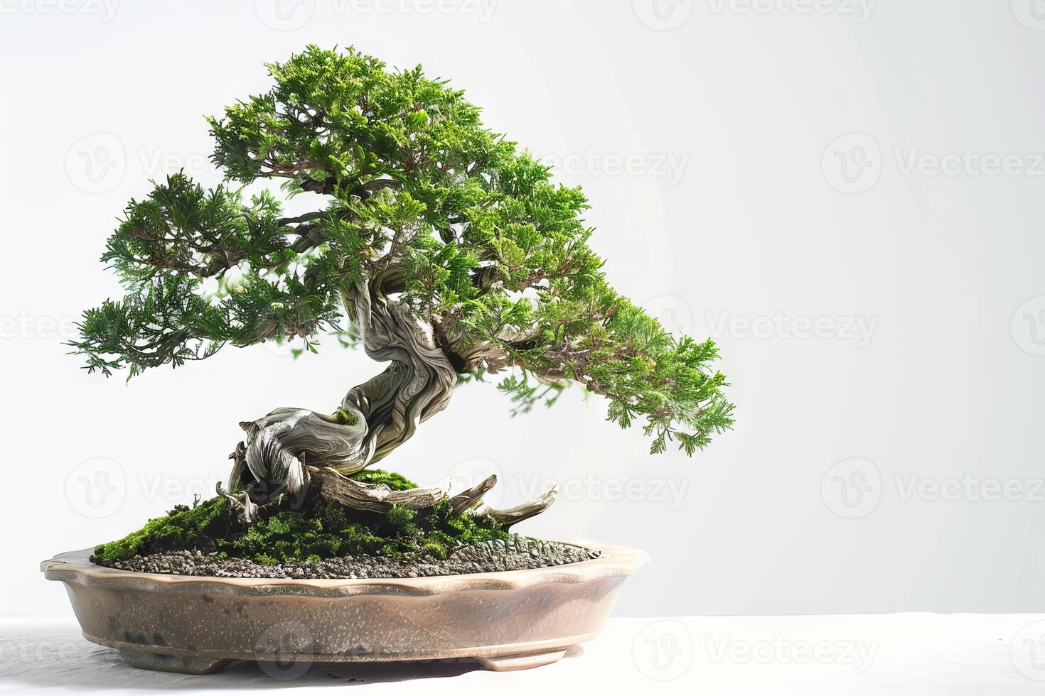 Bonsai trimming tutorial on a soft transparent white backdrop, ideal for educational purposes photo