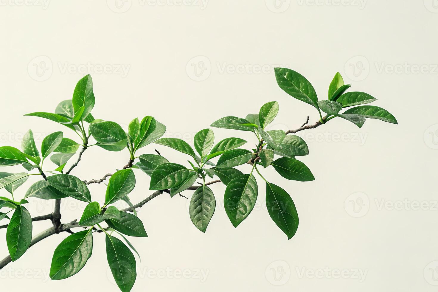 Detailed bonsai leaves against a transparent white canvas, adding texture to compositions photo