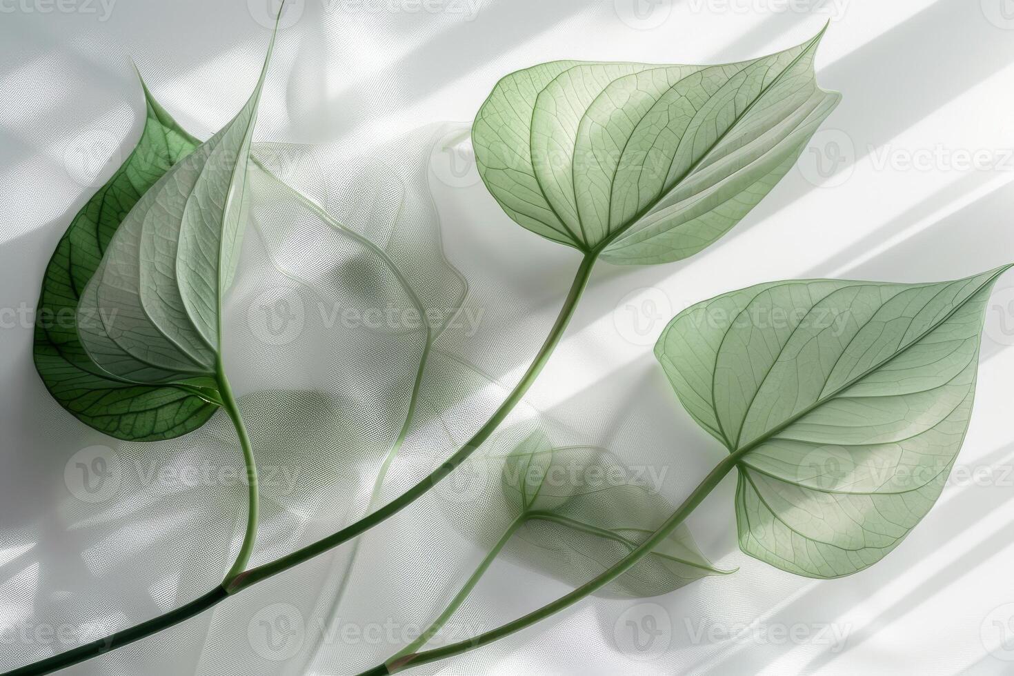 A close up of three leaves with a white background. The leaves are green and appear to be floating on the water. Concept of calmness and serenity photo
