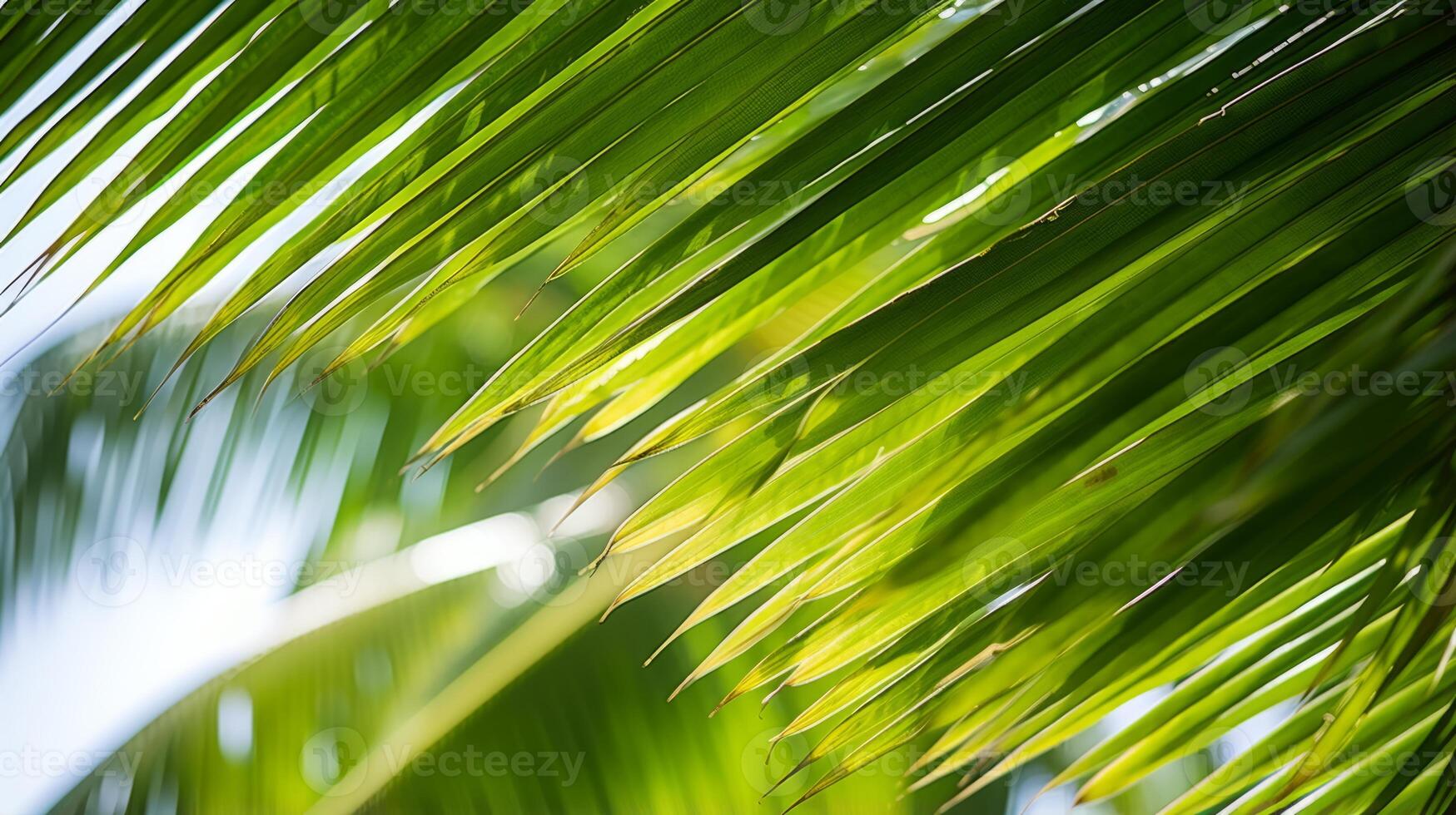 A closeup of a tropical coconut palm tree photo