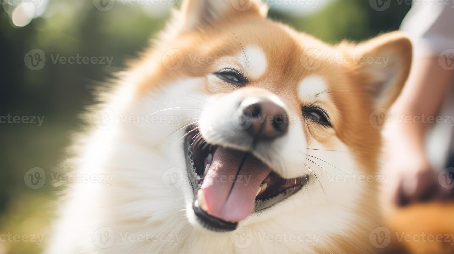 Comical dog face expression photo
