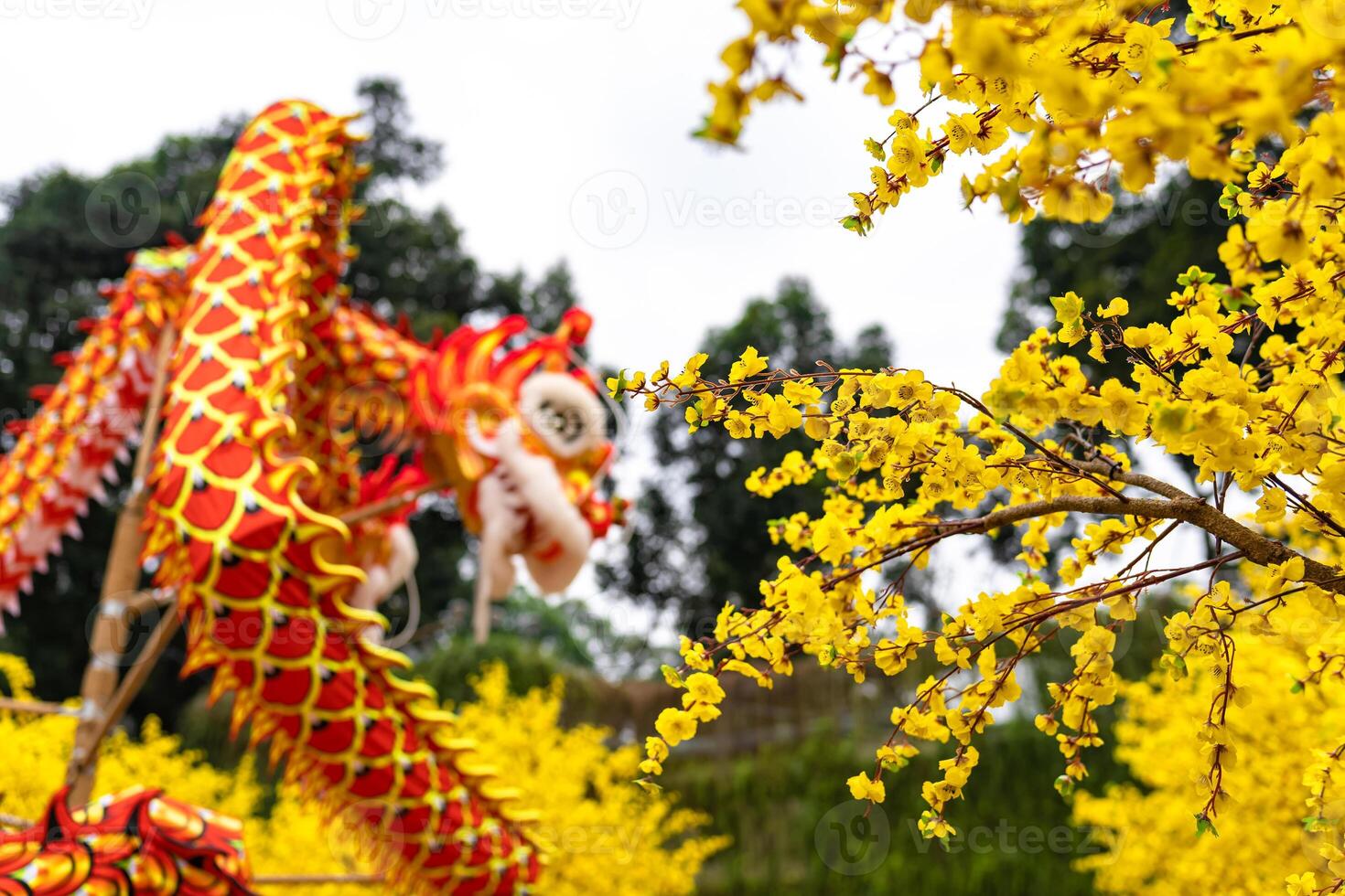 Apricot tree blooming with yellow flowering branches curving create unique beauty. This is a special wrong tree symbolizes luck, prosperity in spring Vietnam Lunar New Year photo