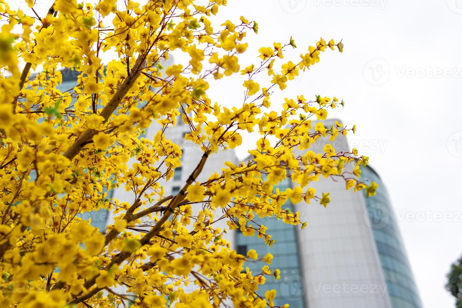 Apricot tree blooming with yellow flowering branches curving create unique beauty. This is a special wrong tree symbolizes luck, prosperity in spring Vietnam Lunar New Year photo