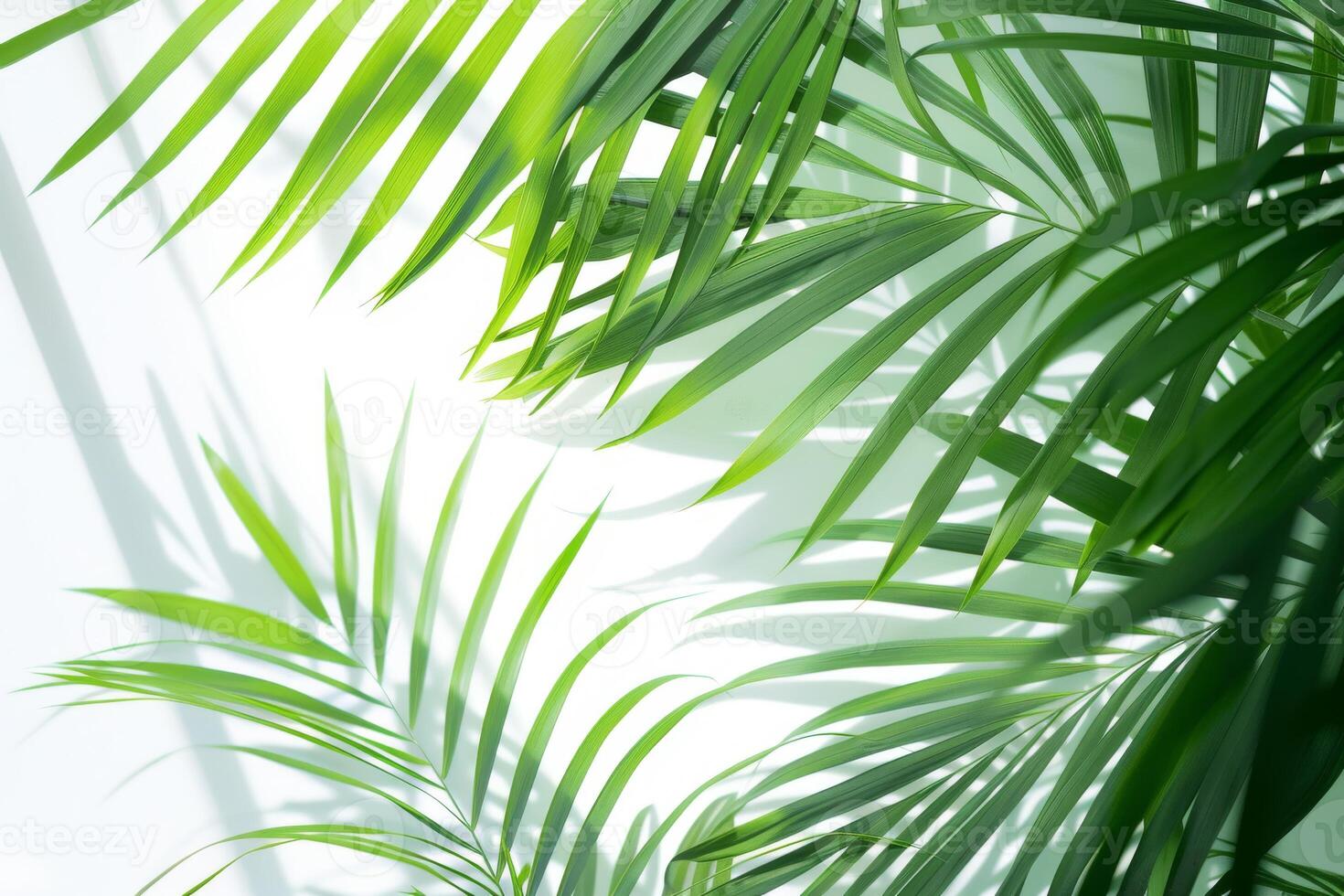 Tropical palm fronds with vibrant green hues on a transparent white backdrop, creating a serene and exotic ambiance photo