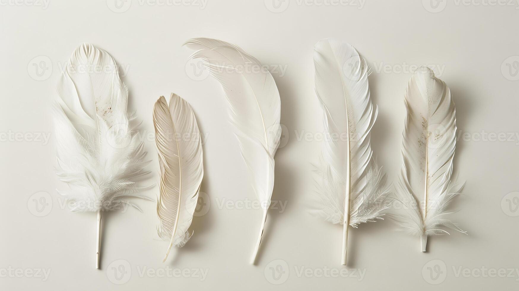 Delicate bohemian feathers arranged in a graceful composition on a clean white canvas photo
