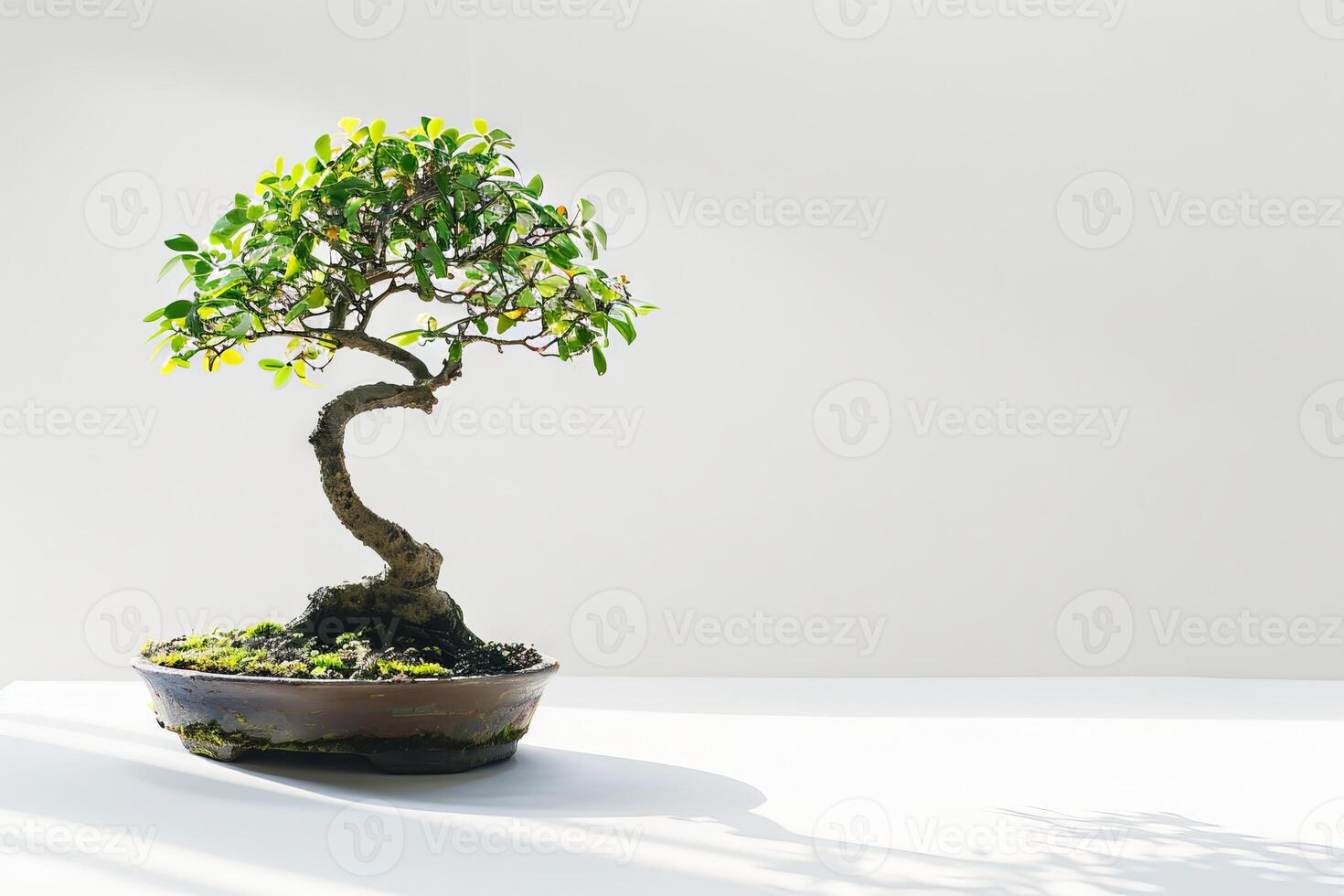 Mini bonsai tree silhouette against a transparent white canvas, adding charm to compositions photo