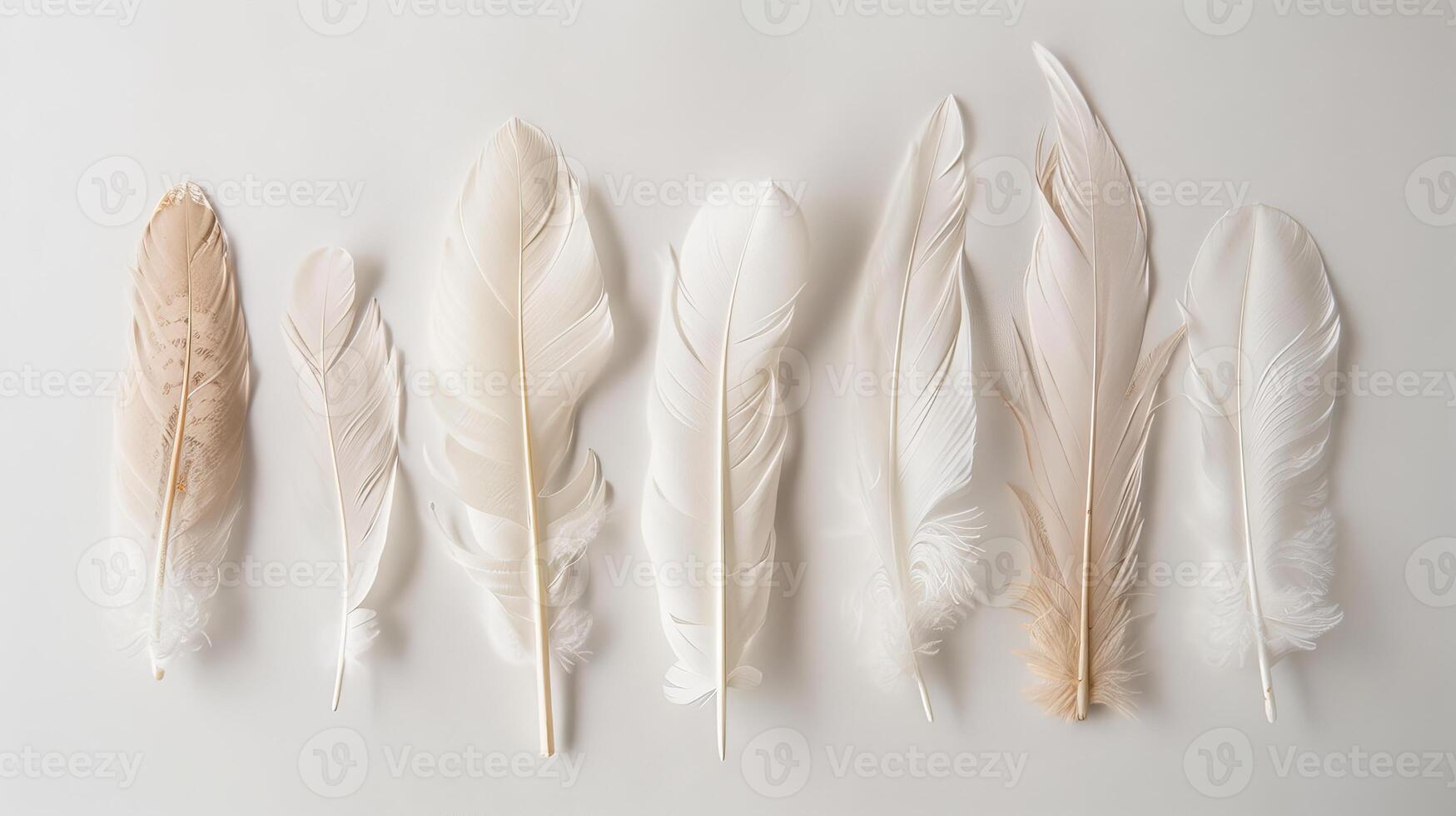 Delicate bohemian feathers arranged in a graceful composition on a clean white canvas photo