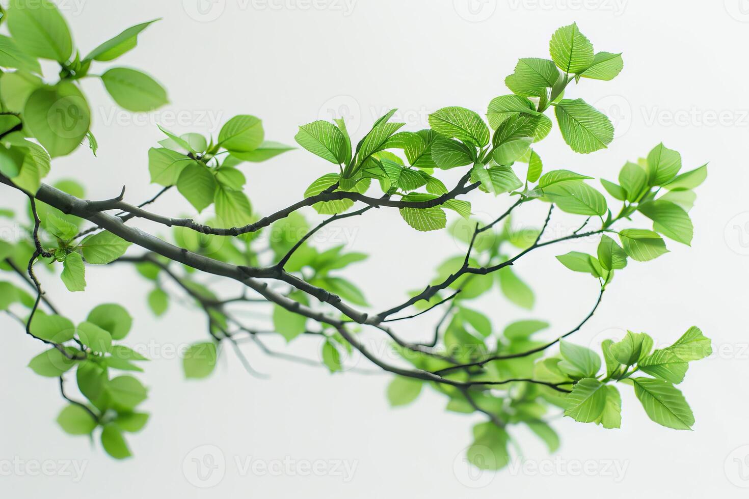 Detailed bonsai leaves on a soft transparent white surface, perfect for botanical illustrations photo