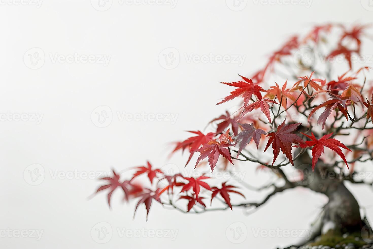 Detailed bonsai leaves against a transparent white canvas, adding texture to compositions photo