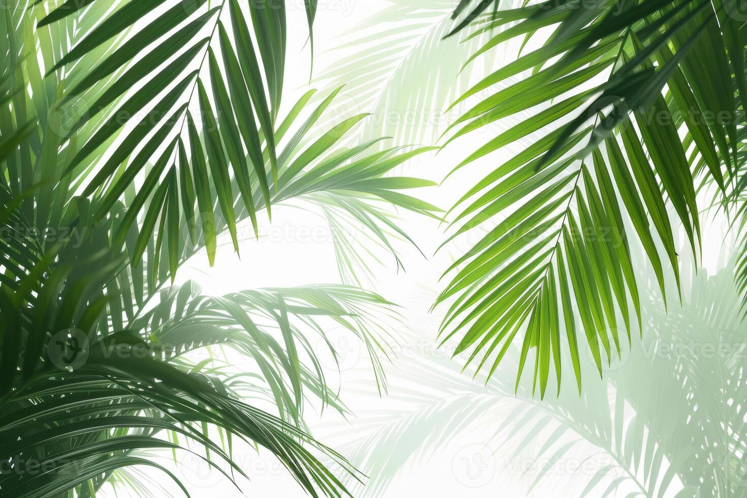 Tropical palm fronds with vibrant green hues on a transparent white backdrop, creating a serene and exotic ambiance photo