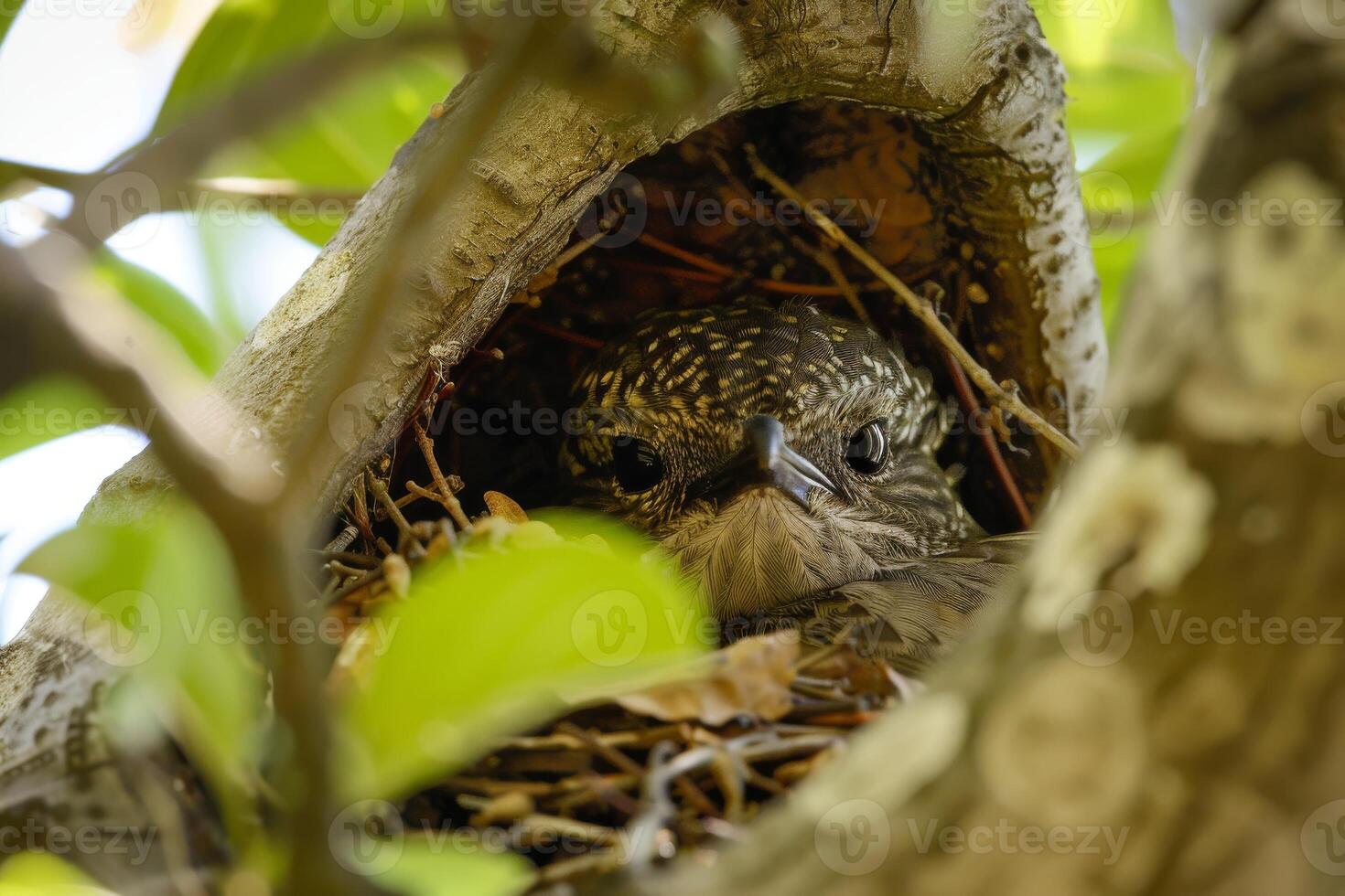 Close up of a bird building its nest in a tree, illustrating the importance of habitat conservation photo