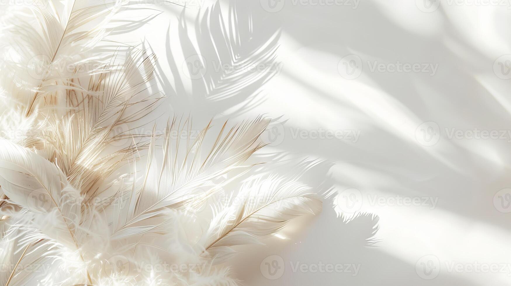 Intricate boho feathers adding depth and texture to a minimalist white backdrop photo