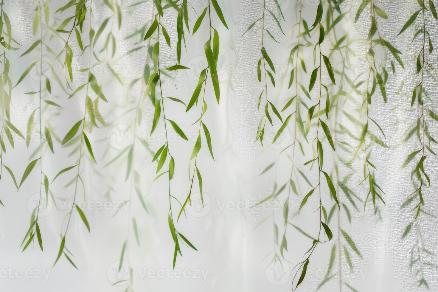 Graceful willow leaves hanging gently on a transparent white surface, symbolizing resilience and adaptability photo