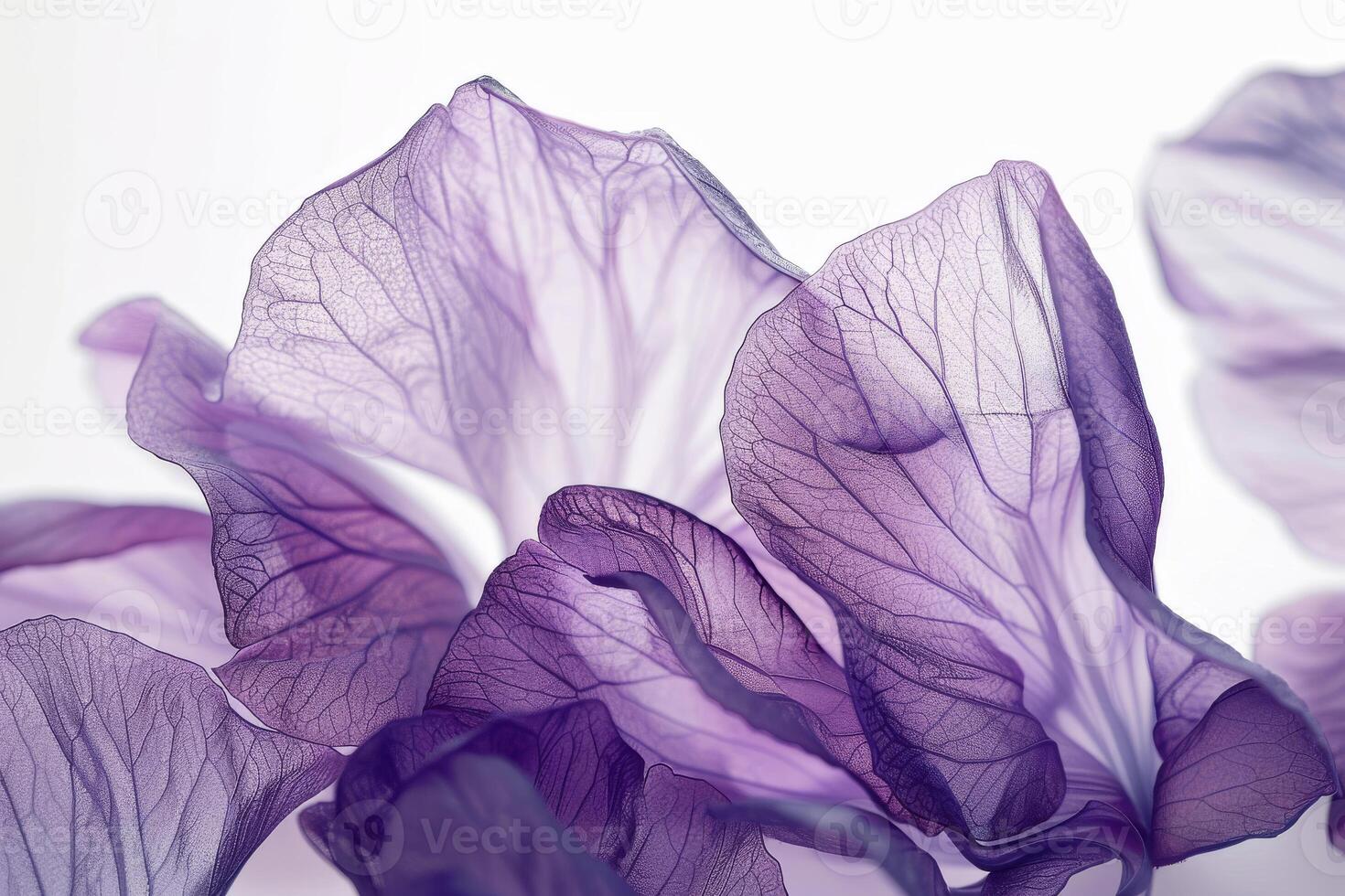 Graceful violet petals with delicate textures on a transparent white backdrop, symbolizing modesty and humility photo