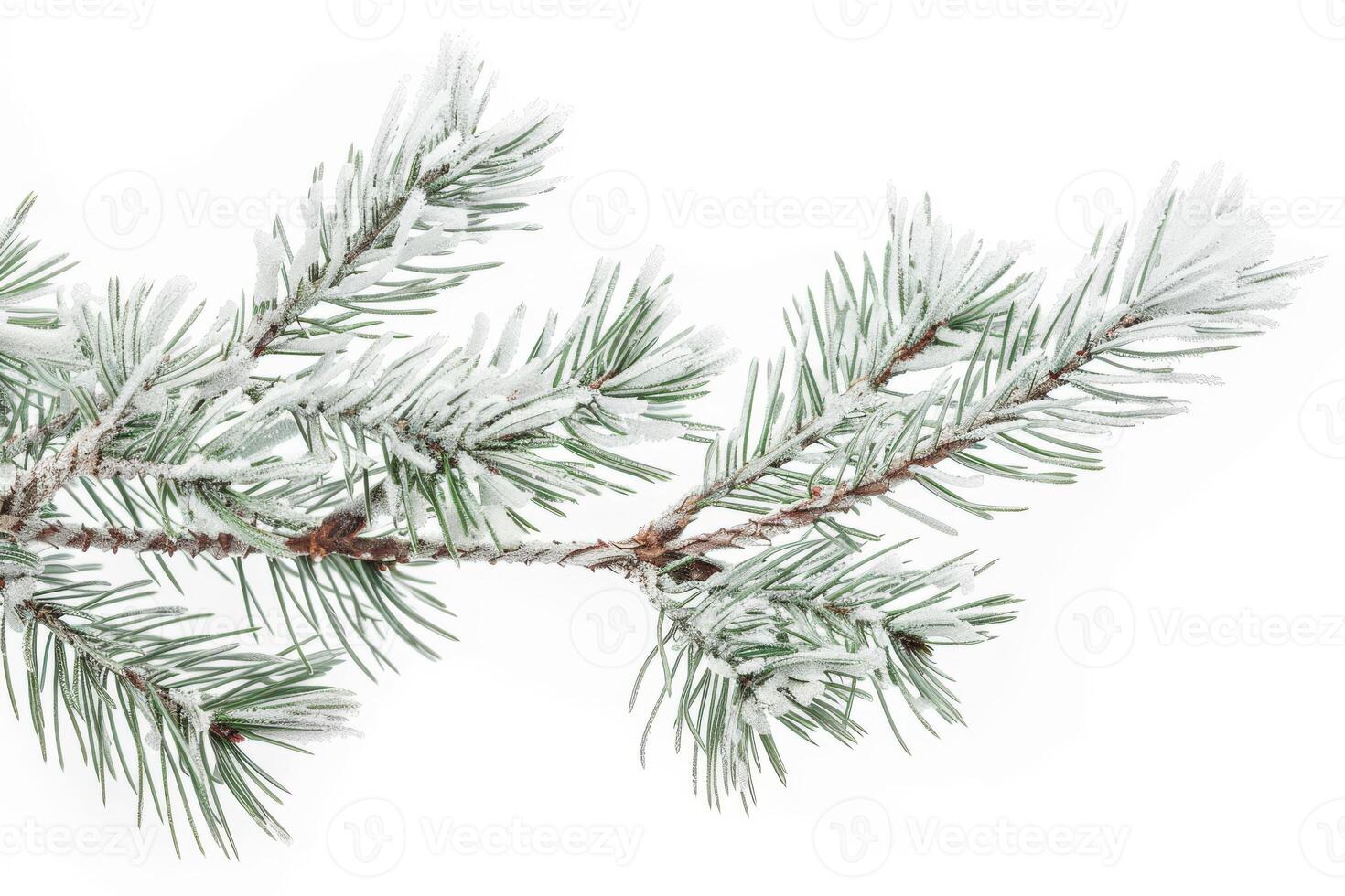 Frost-covered pine branches on a soft transparent white background, evoking a sense of winter tranquility photo