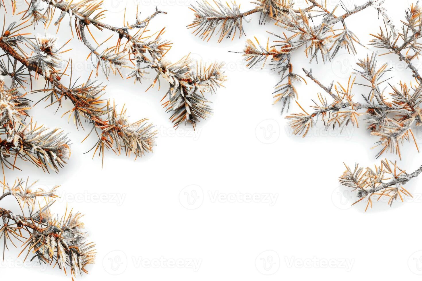 Rustic pine branches with woody textures on a transparent white background, evoking images of winter landscapes photo