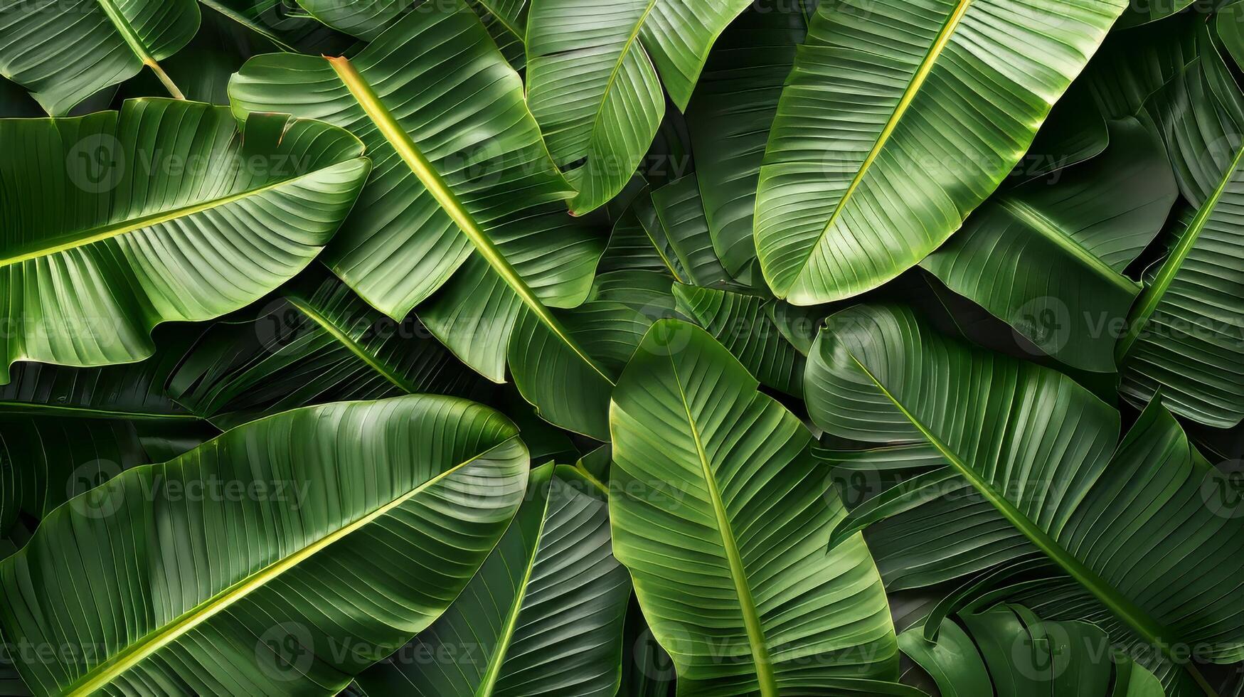 A close up of green leaves with a yellow stripe. The leaves are arranged in a way that creates a sense of depth and movement. The image conveys a feeling of growth and vitality photo