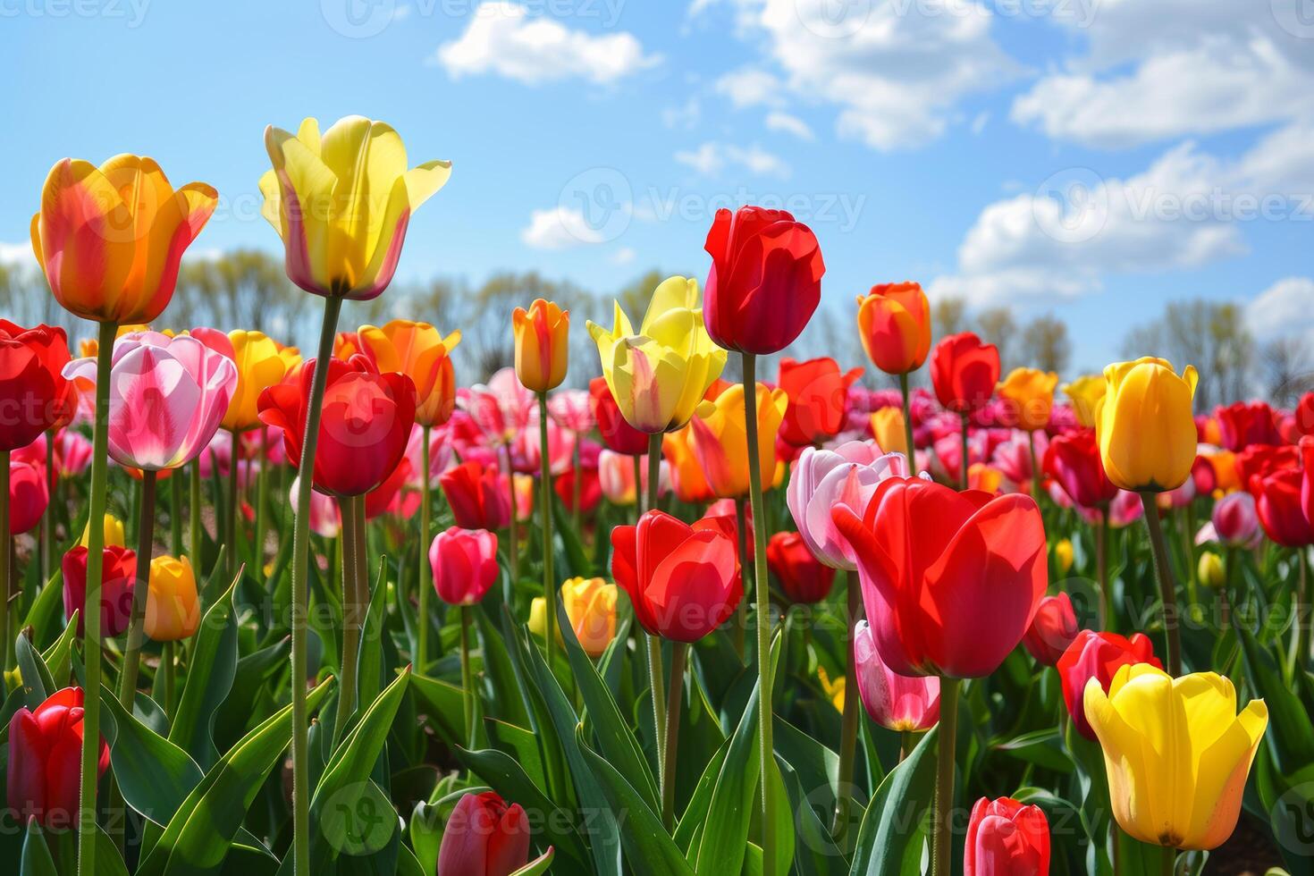 A vibrant field of tulips, with colorful blooms stretching to the horizon photo