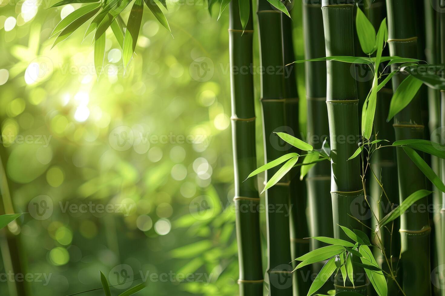 A lush bamboo forest, with tall stalks rustling in the breeze photo