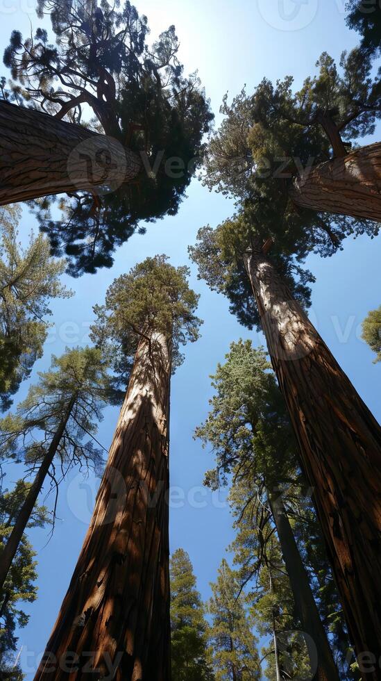 Towering sequoia forests inspiring a sense of wonder photo