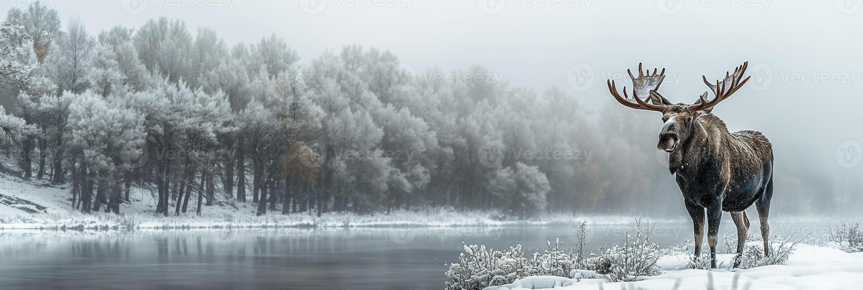 Male horned moose in field with snow near a river in winter on a forest background photo