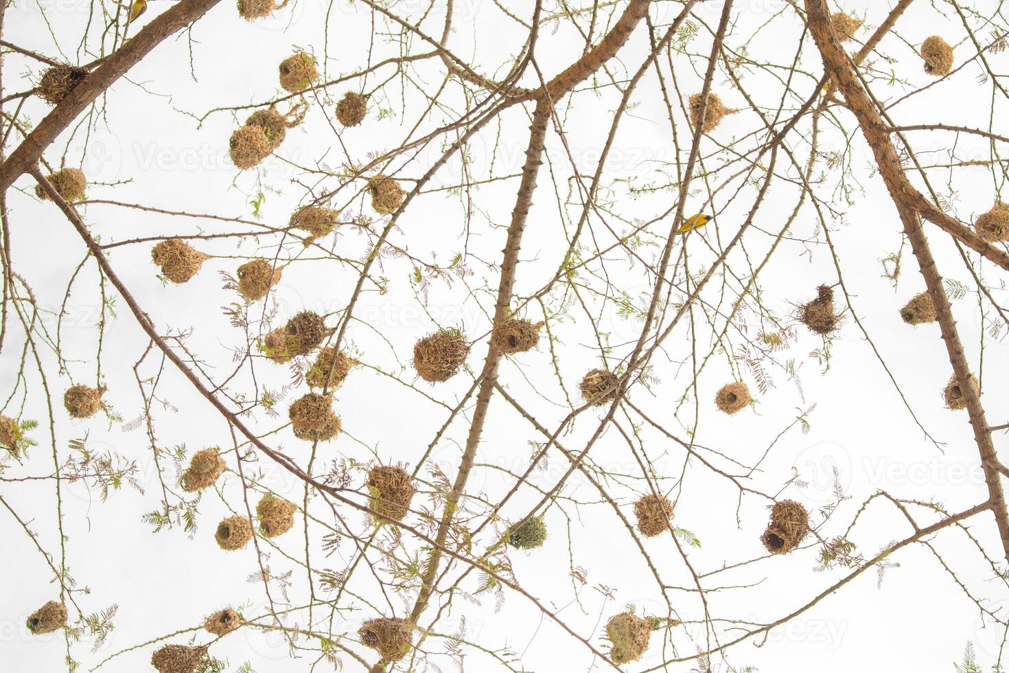 Weaver bird weaver finches building nest photo