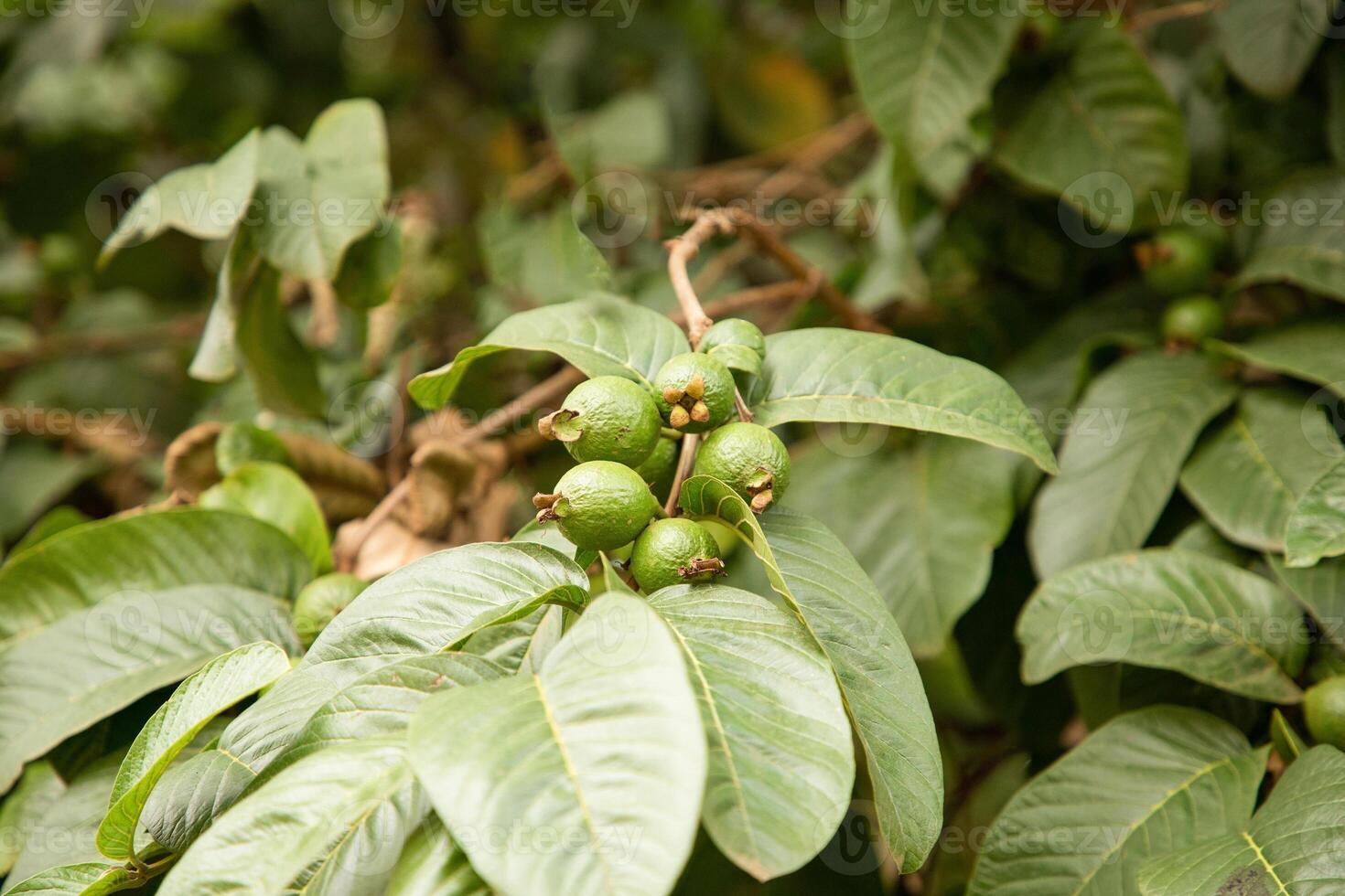 Three guava are on the tree branch photo