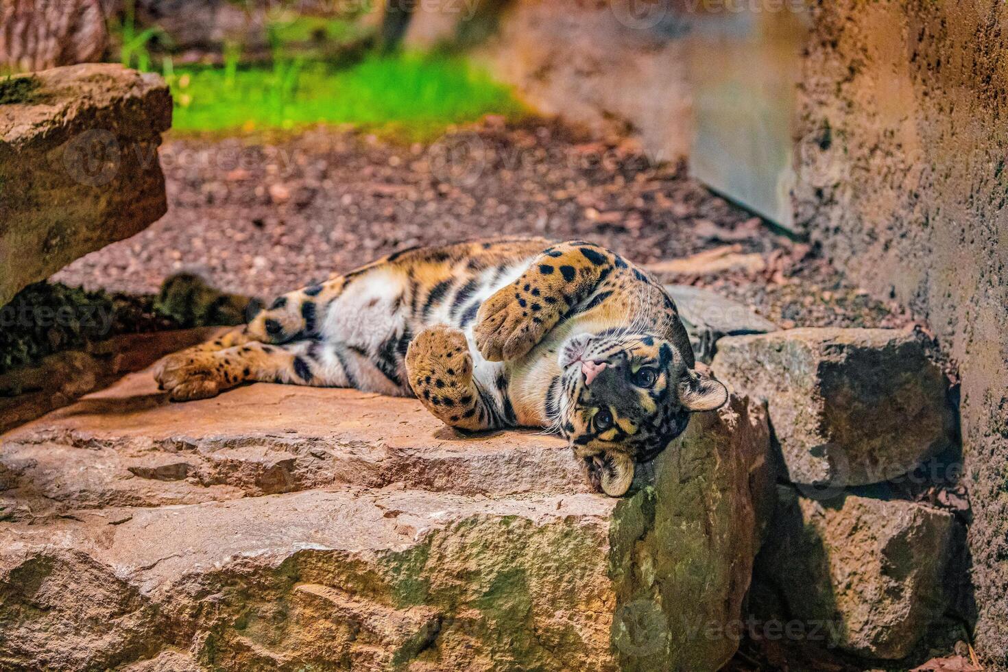 clouded leopard Neofelis nebulosa wild cat photo