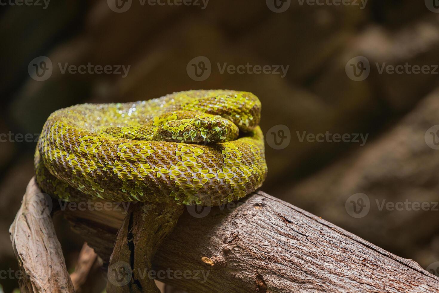 Close-up Mangshan Pit Viper Protobothrops mangshanensis photo