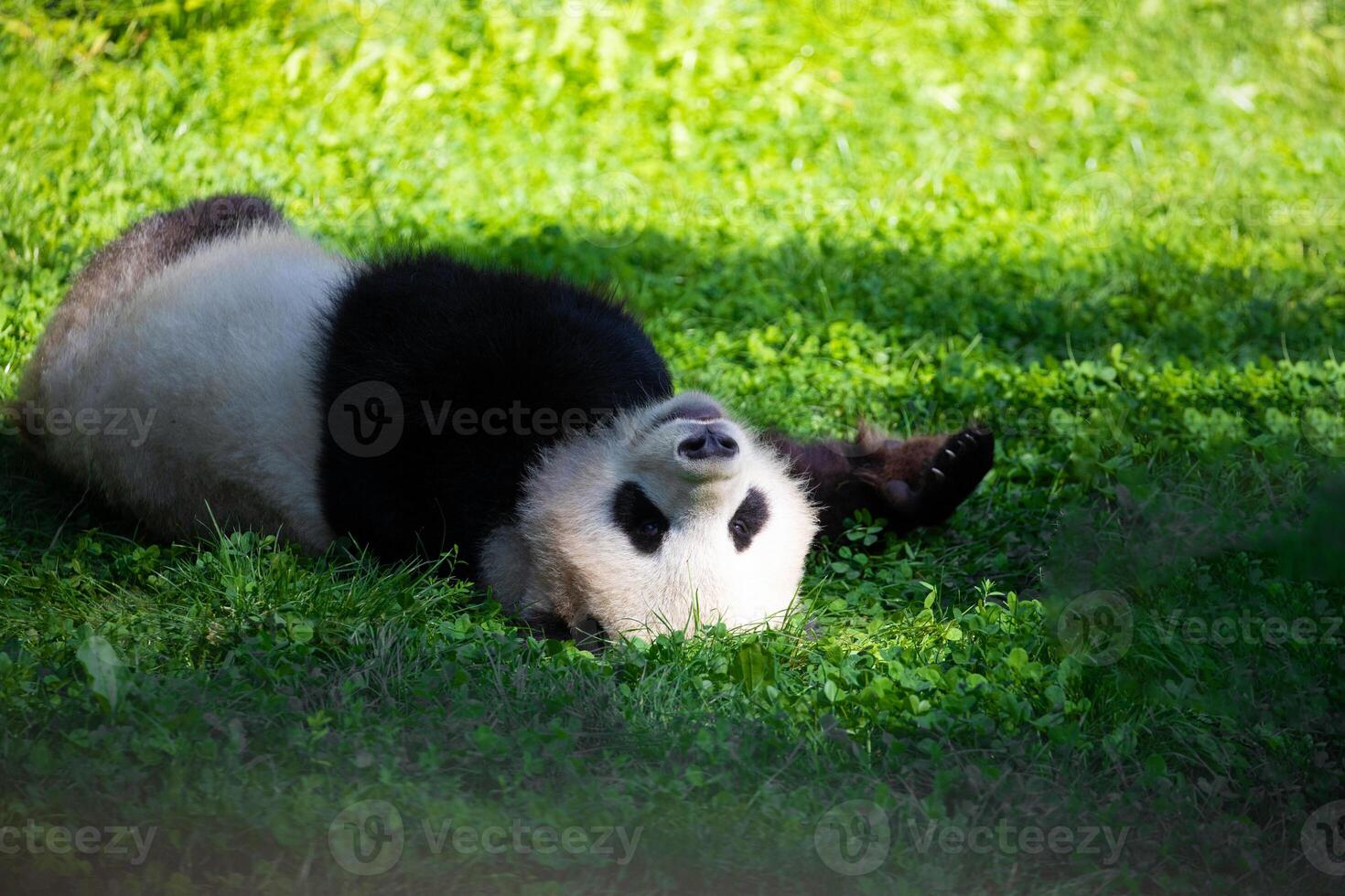 cheerful playing pandas on green lawn photo