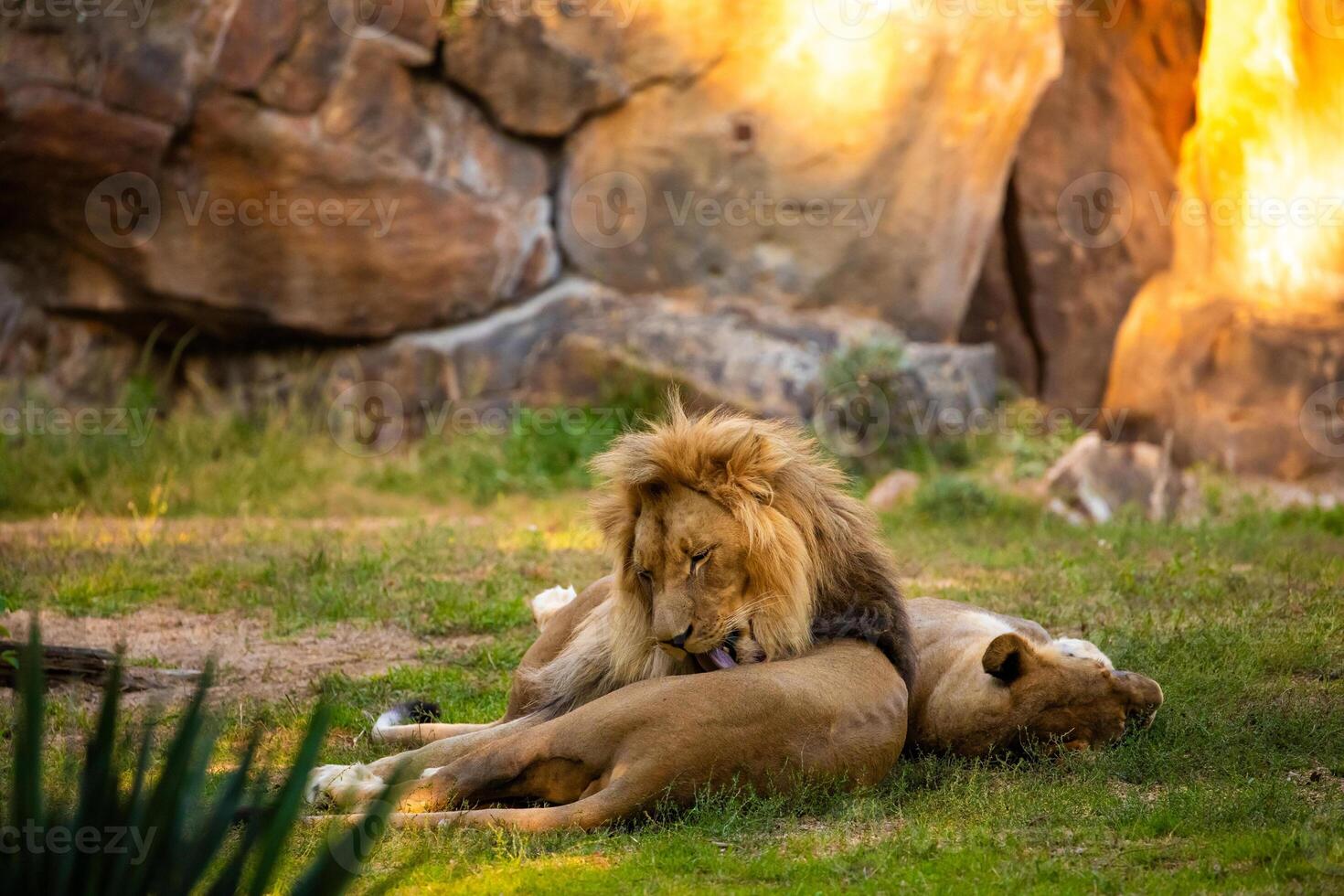 Pair adult Lions playing in zoological garden photo