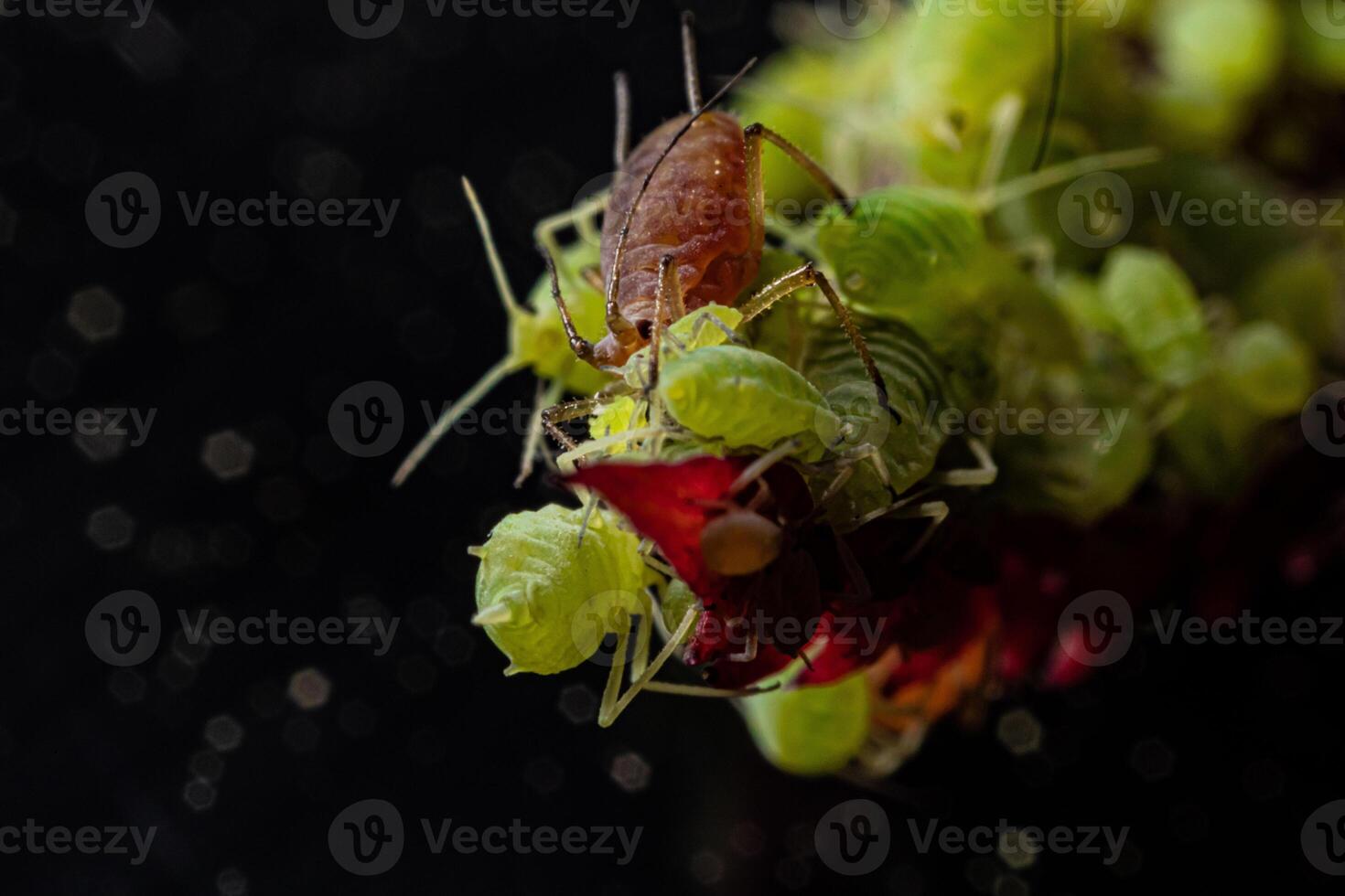 very close big macro portrait of aphids photo