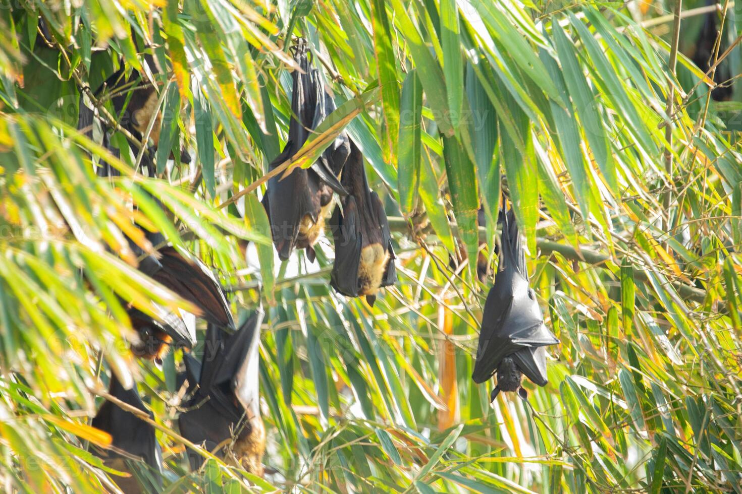close-up hanging Mariana fruit bat Pteropus mariannus photo