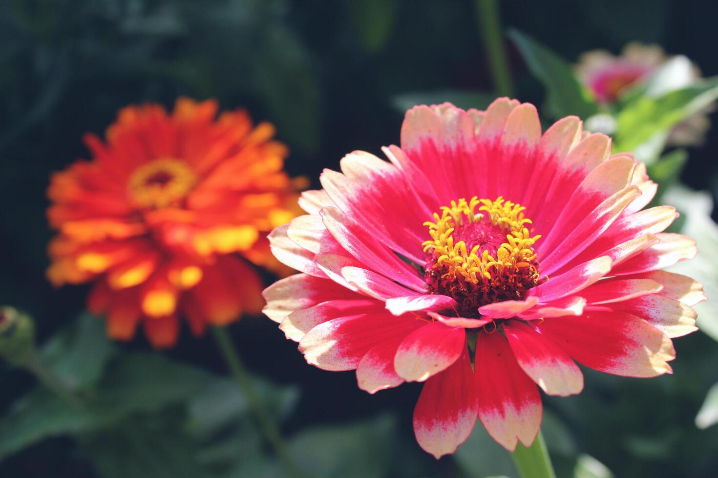 Red and orange flowers are in green leaves. Two dahlias flowers in summer day. photo