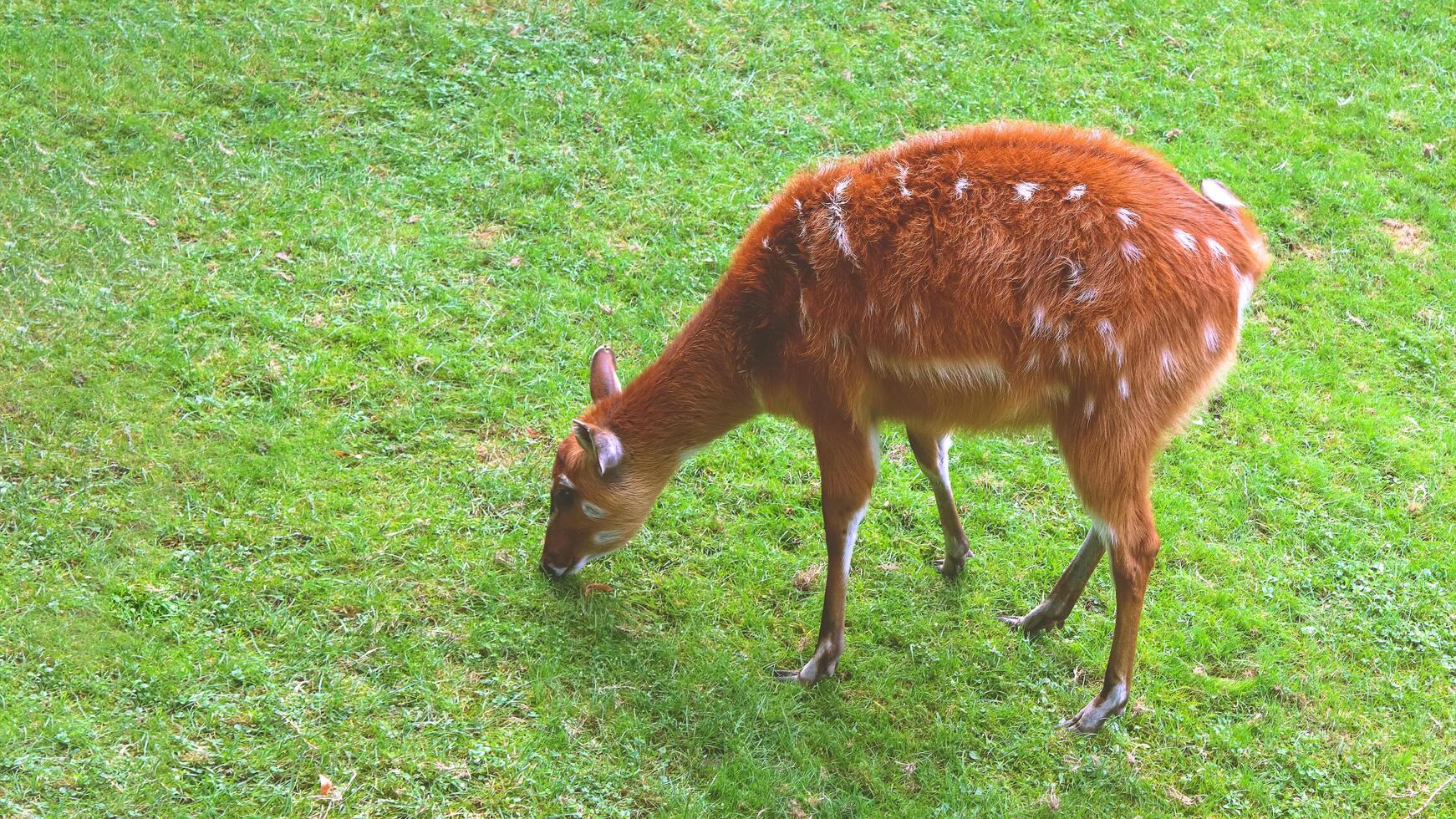 A small deer grazes on the grass. Deer is in green grass. photo