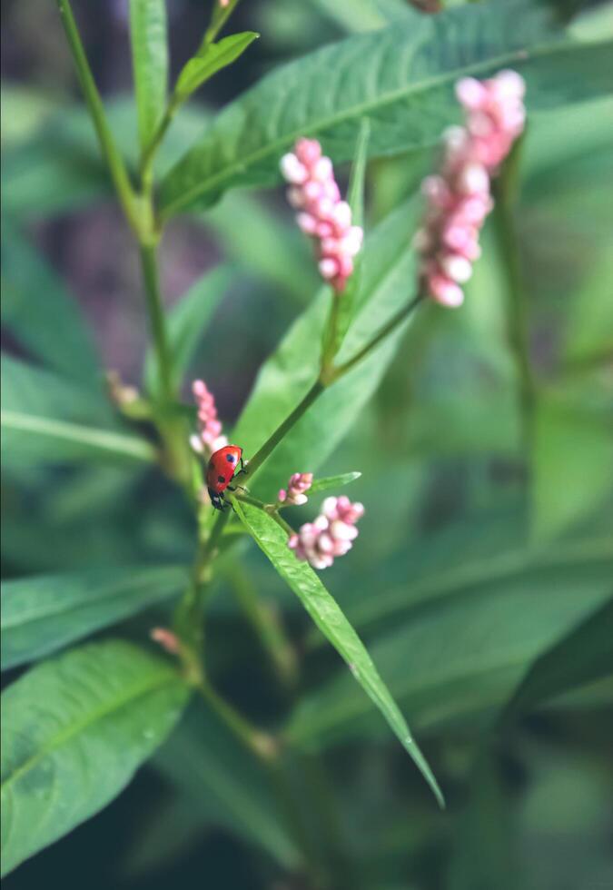 Ladybug is in green leaves. Little flowers and ladybug. photo