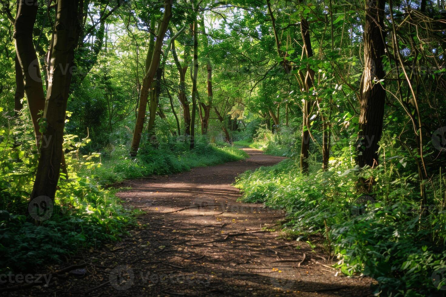 A serene woodland trail, with dappled sunlight and winding paths photo