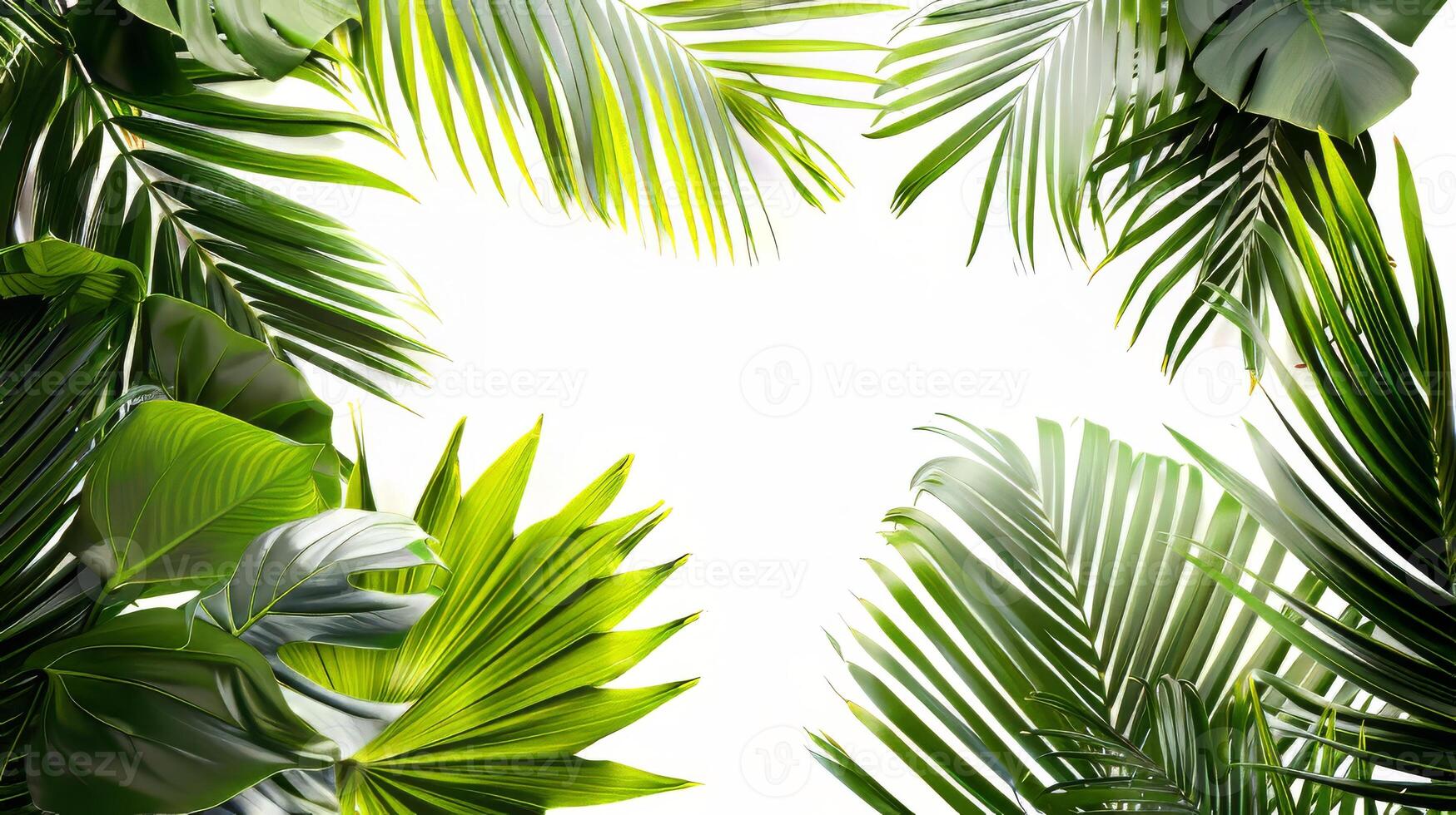 A close up of a leafy green plant with a white background. Concept of calm and tranquility, as the lush green leaves seem to be reaching out towards the sky photo