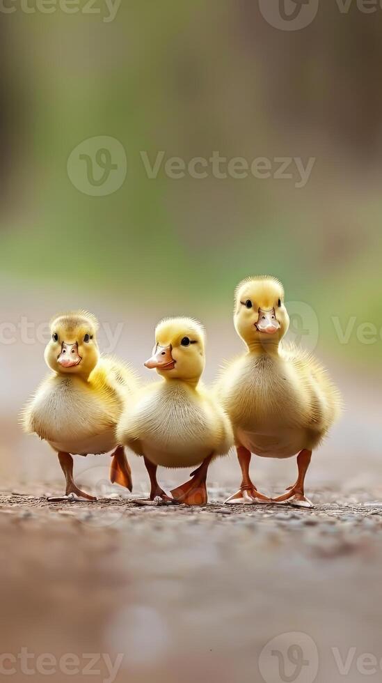 Charming baby ducklings waddling after their mother in a row photo