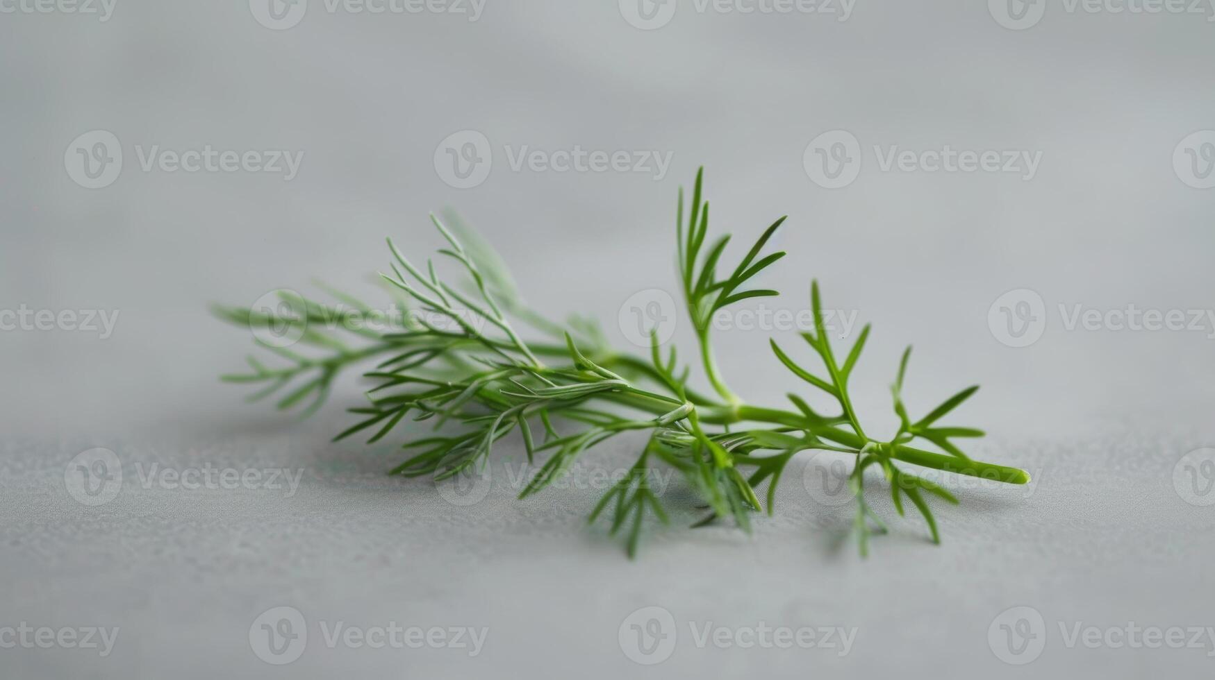 Basic and elegant spin of a piece of dill photo