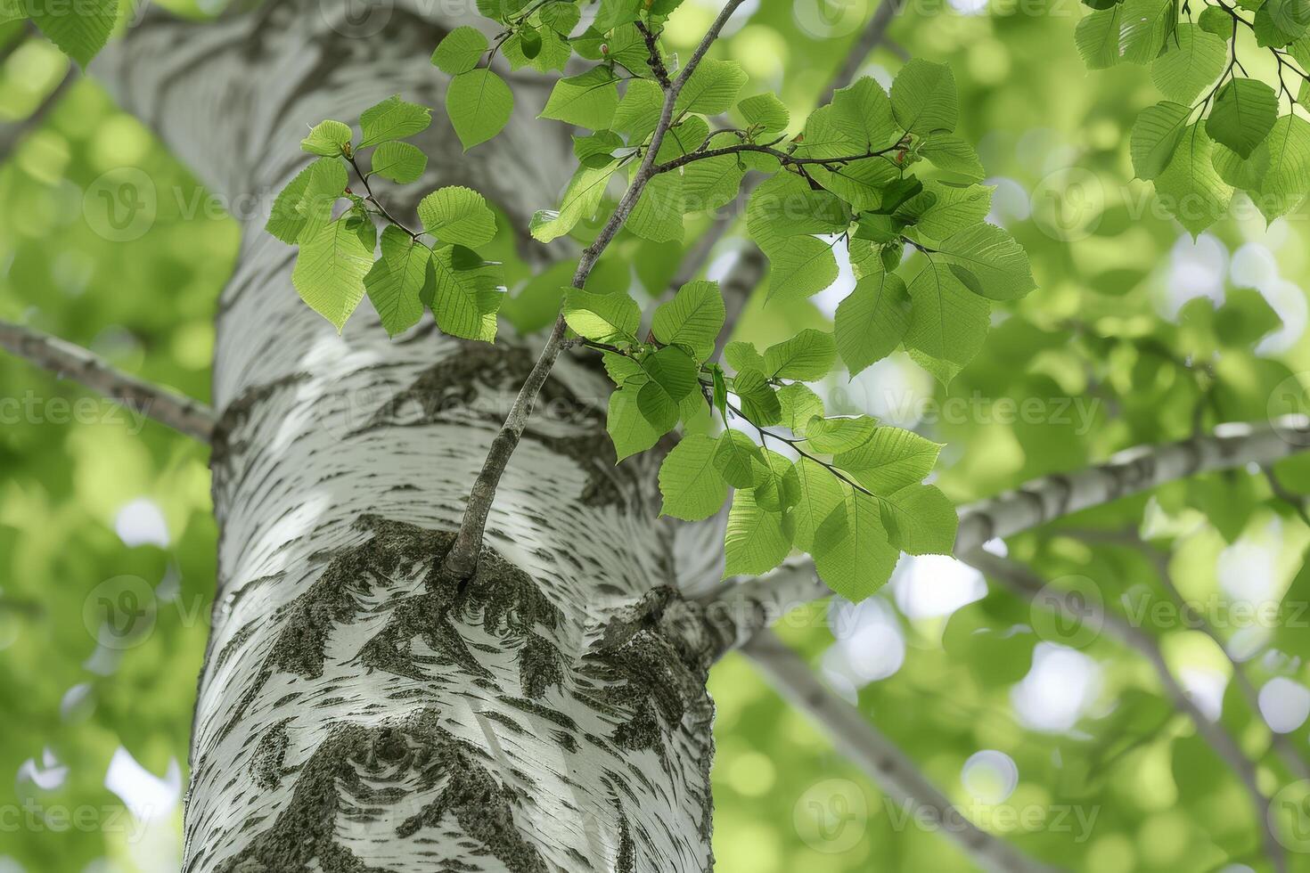 Elegant beech tree with smooth gray bark and lush green leaves, adding sophistication to any composition photo